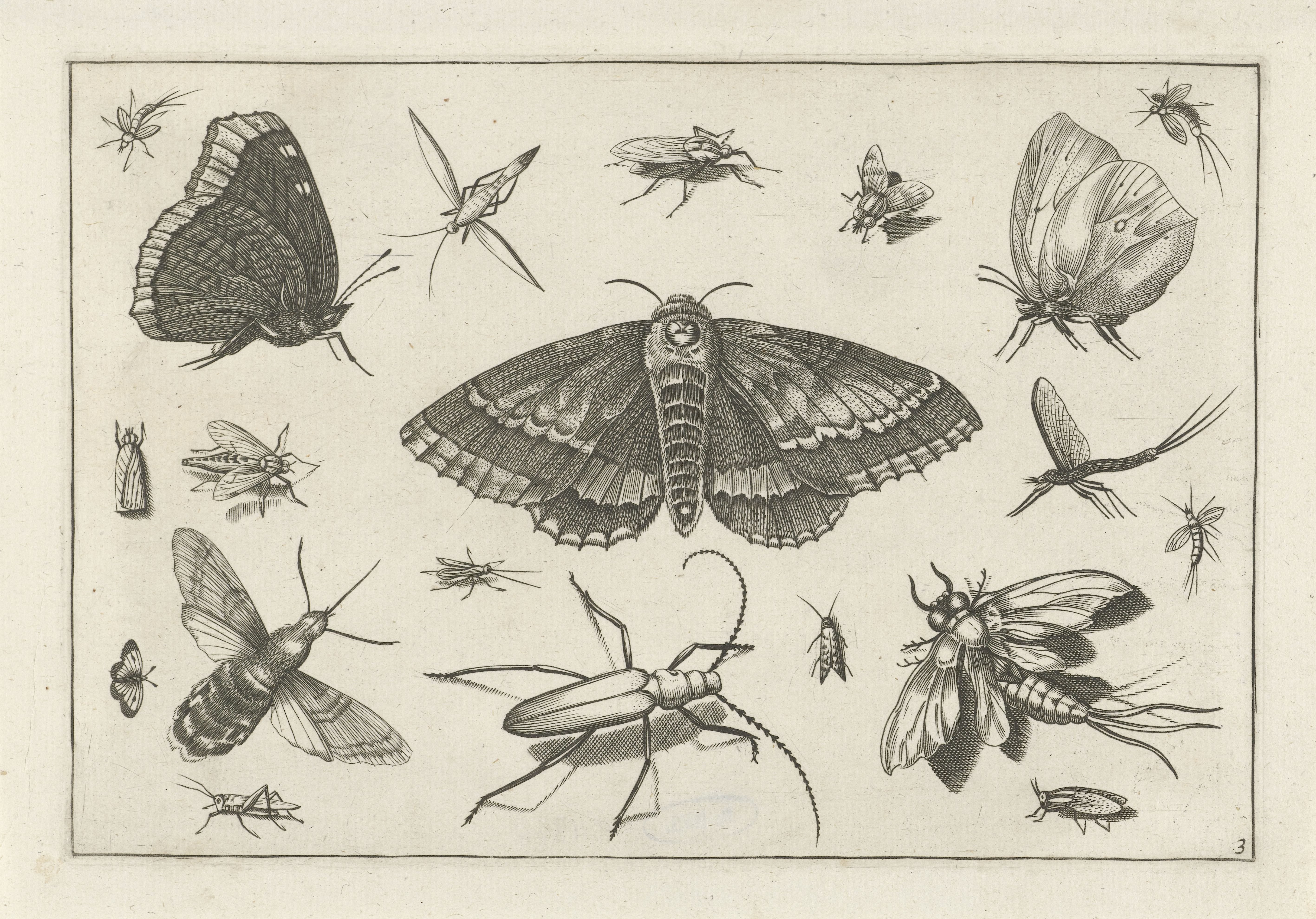 Insecten