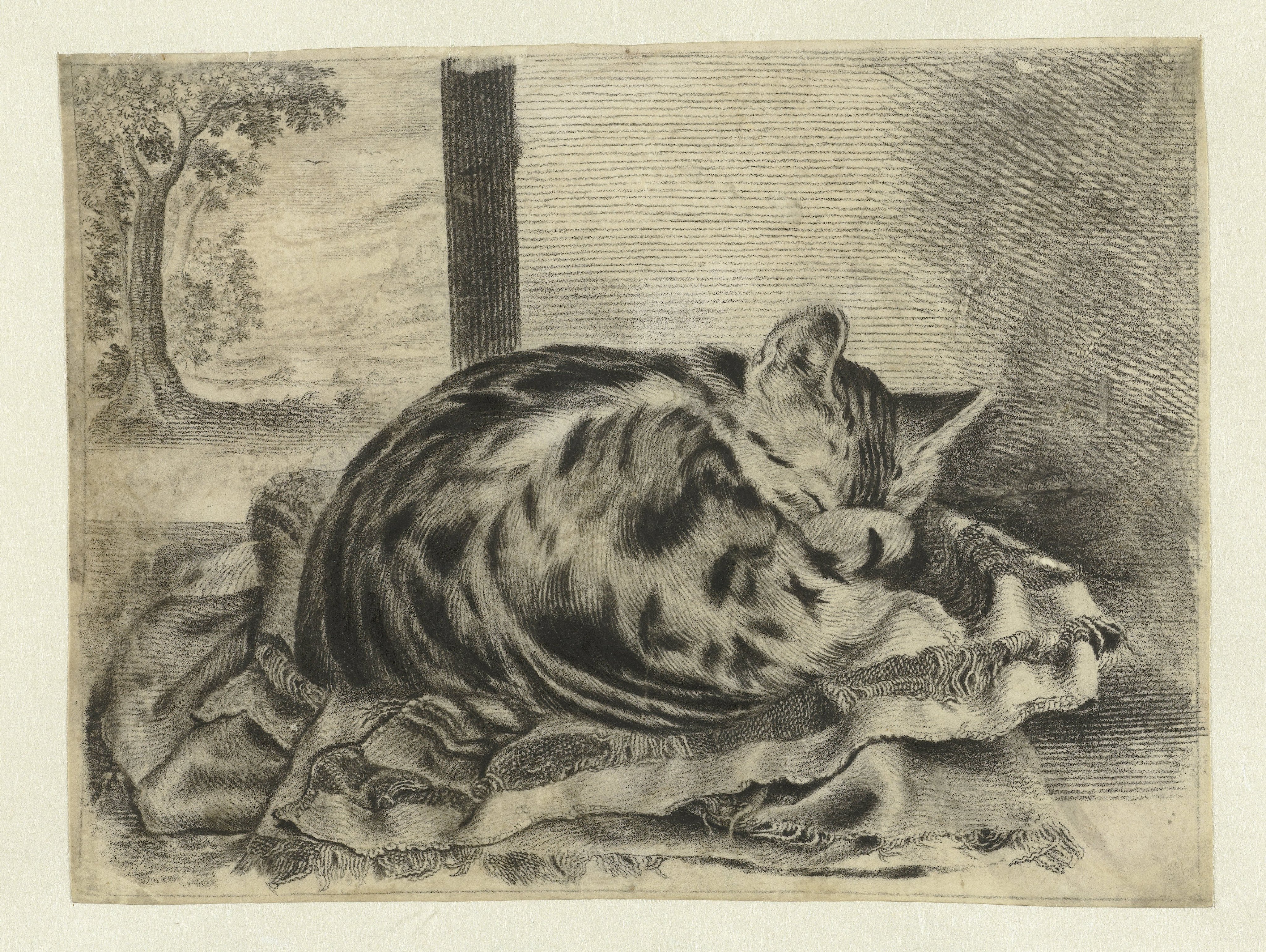 Slapende poes