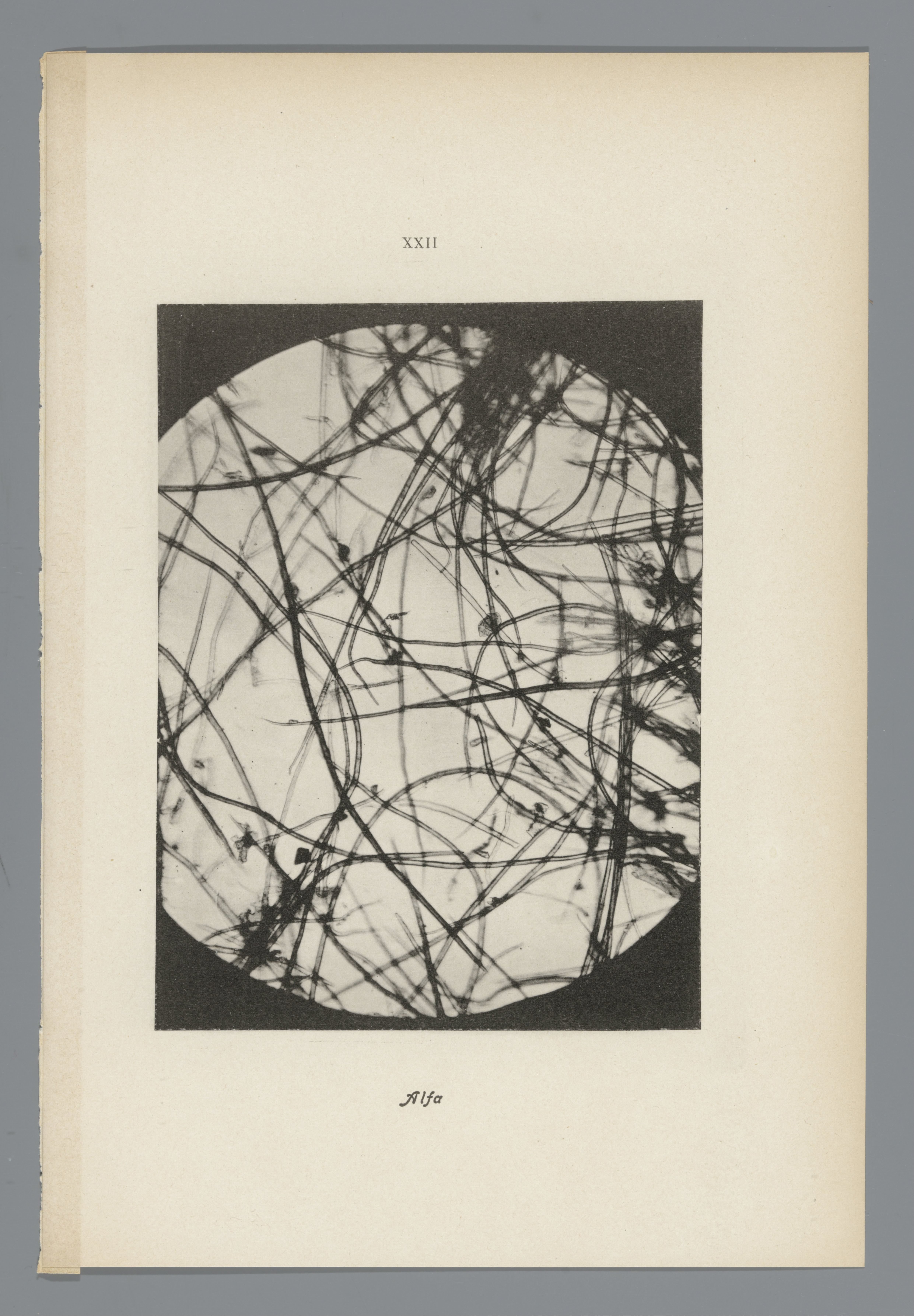 Microfoto’s van papiervezels