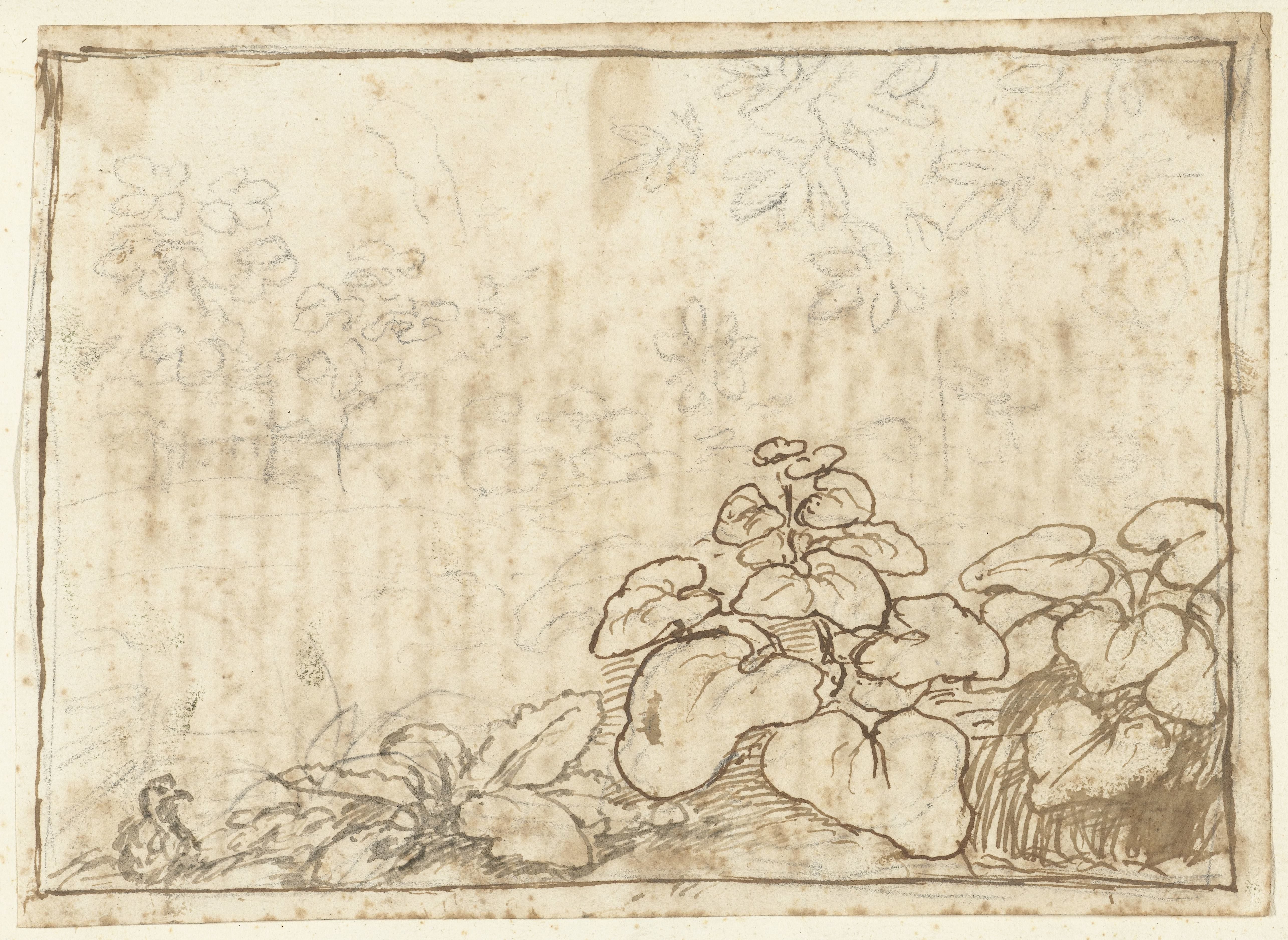 Studie van planten