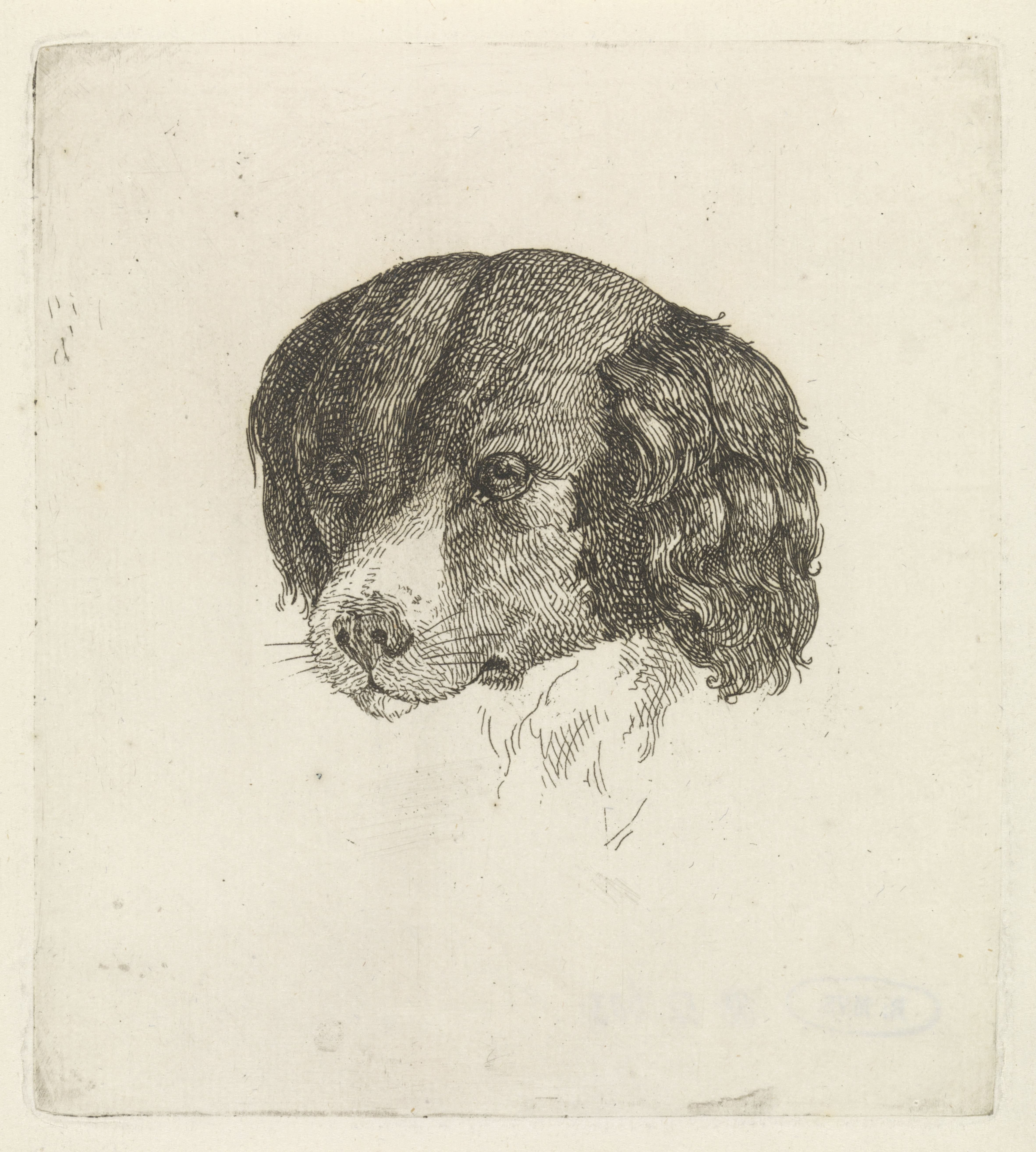 Kop van een hond