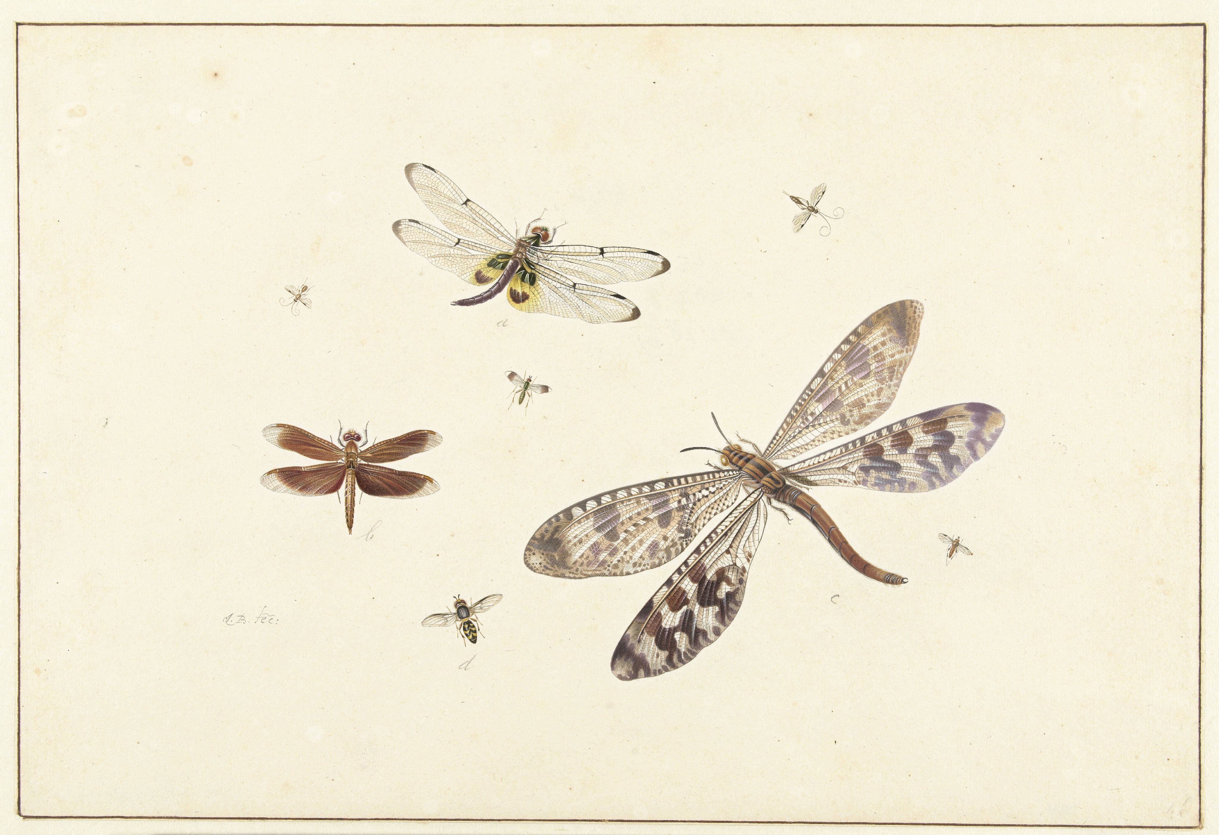 Twee libellen, een mierenleeuw en vijf kleinere insecten