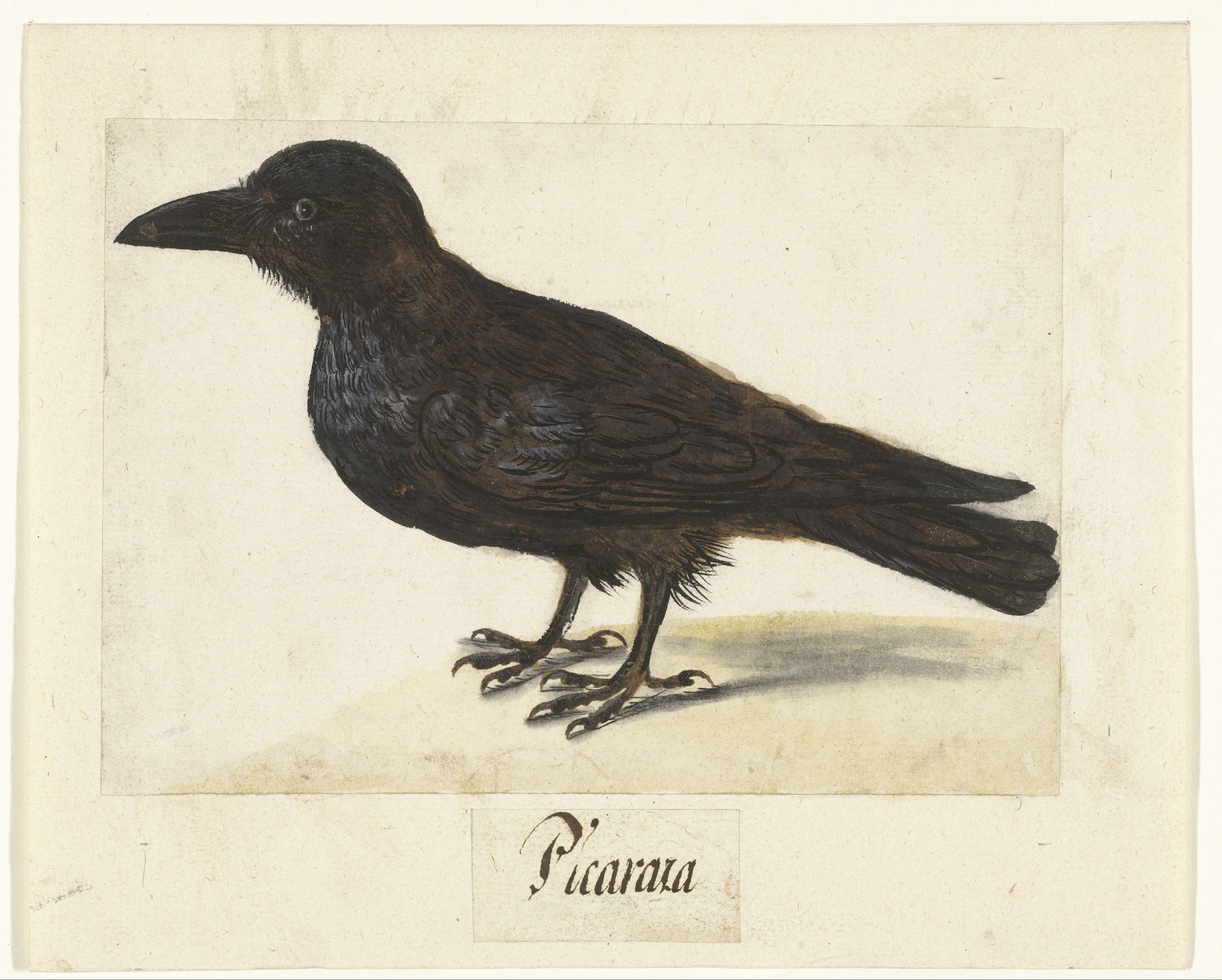 Zwarte kraai