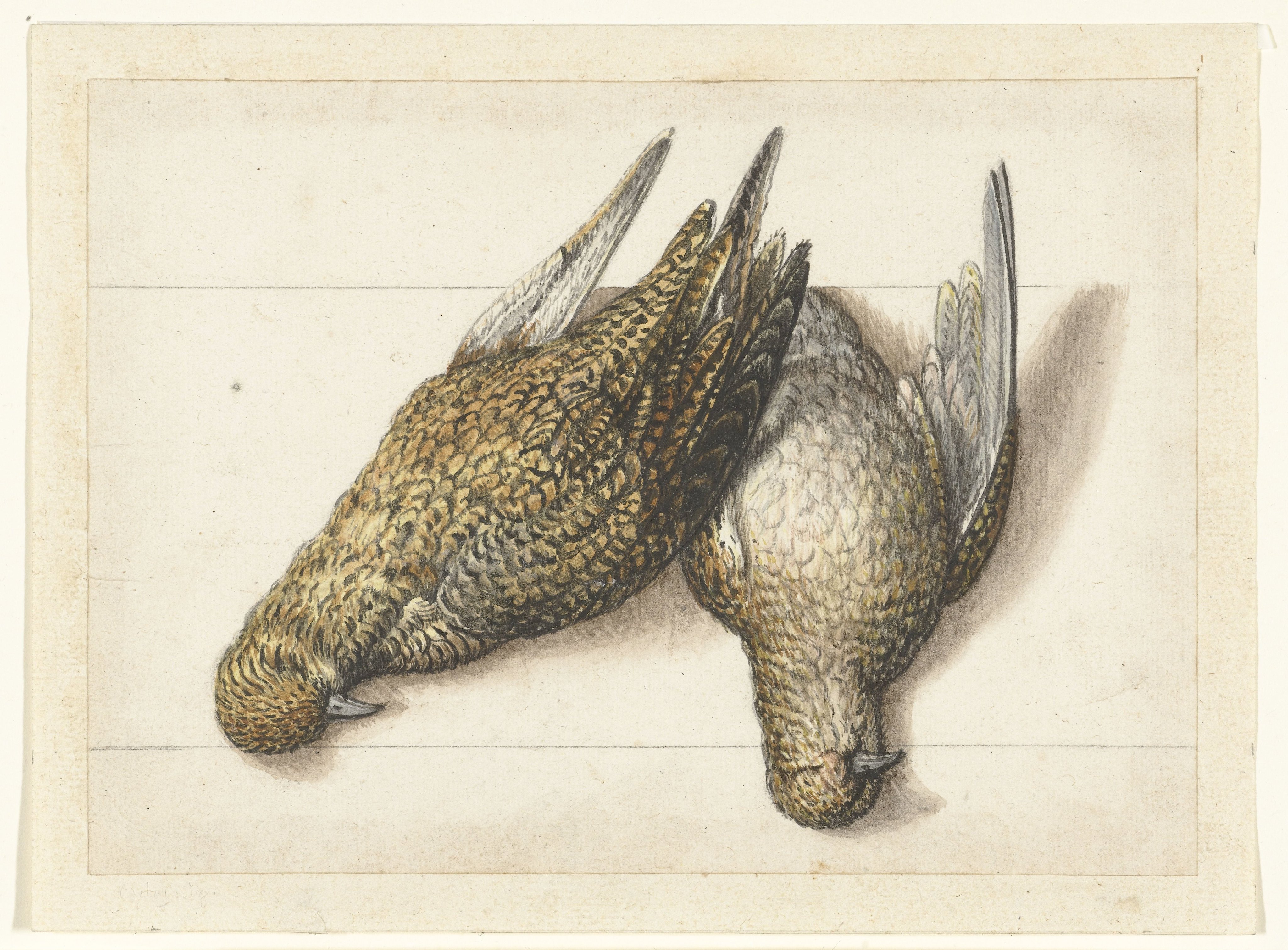 Goudplevier