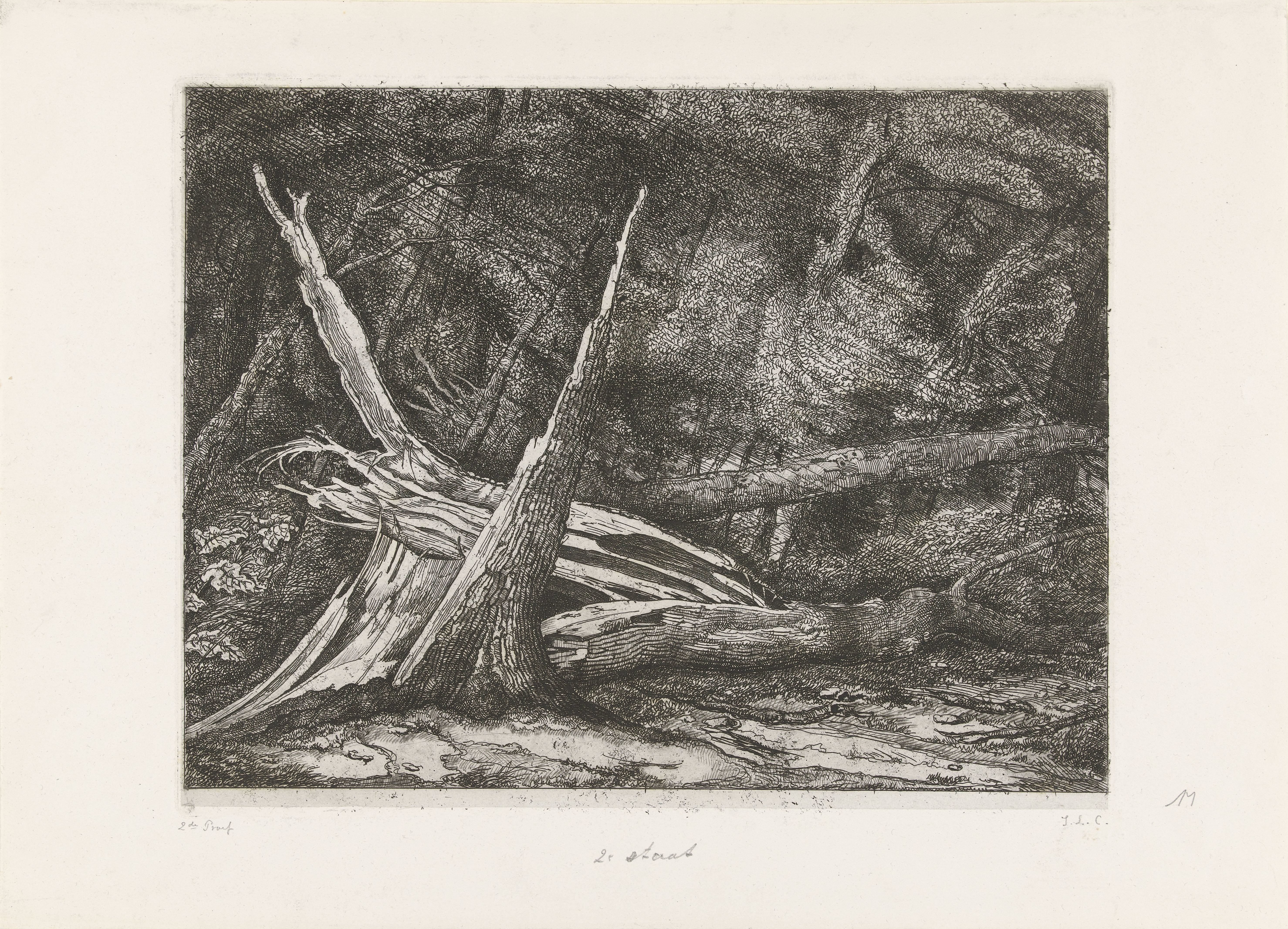 Gevelde bomen na een storm
