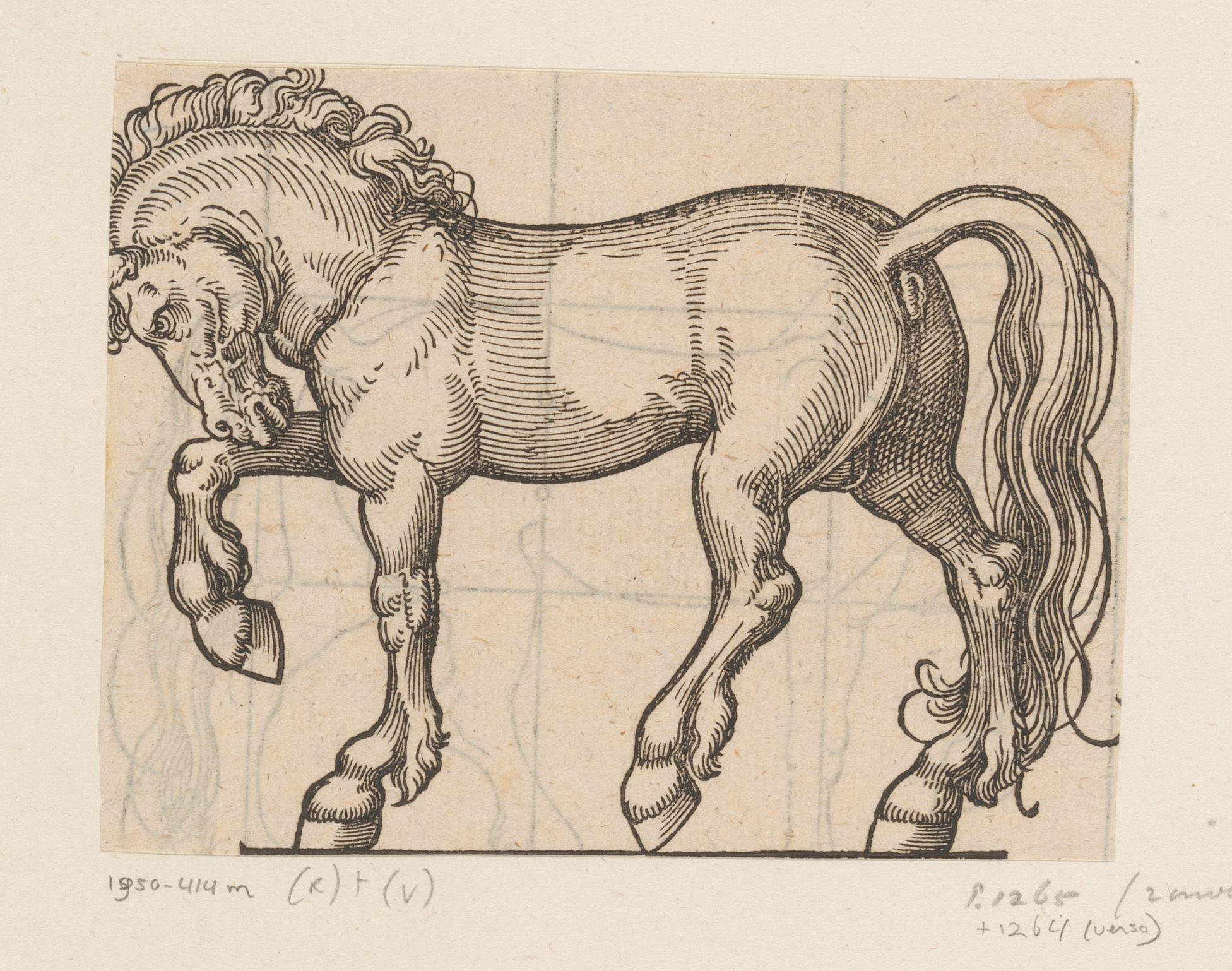 Model voor een paard