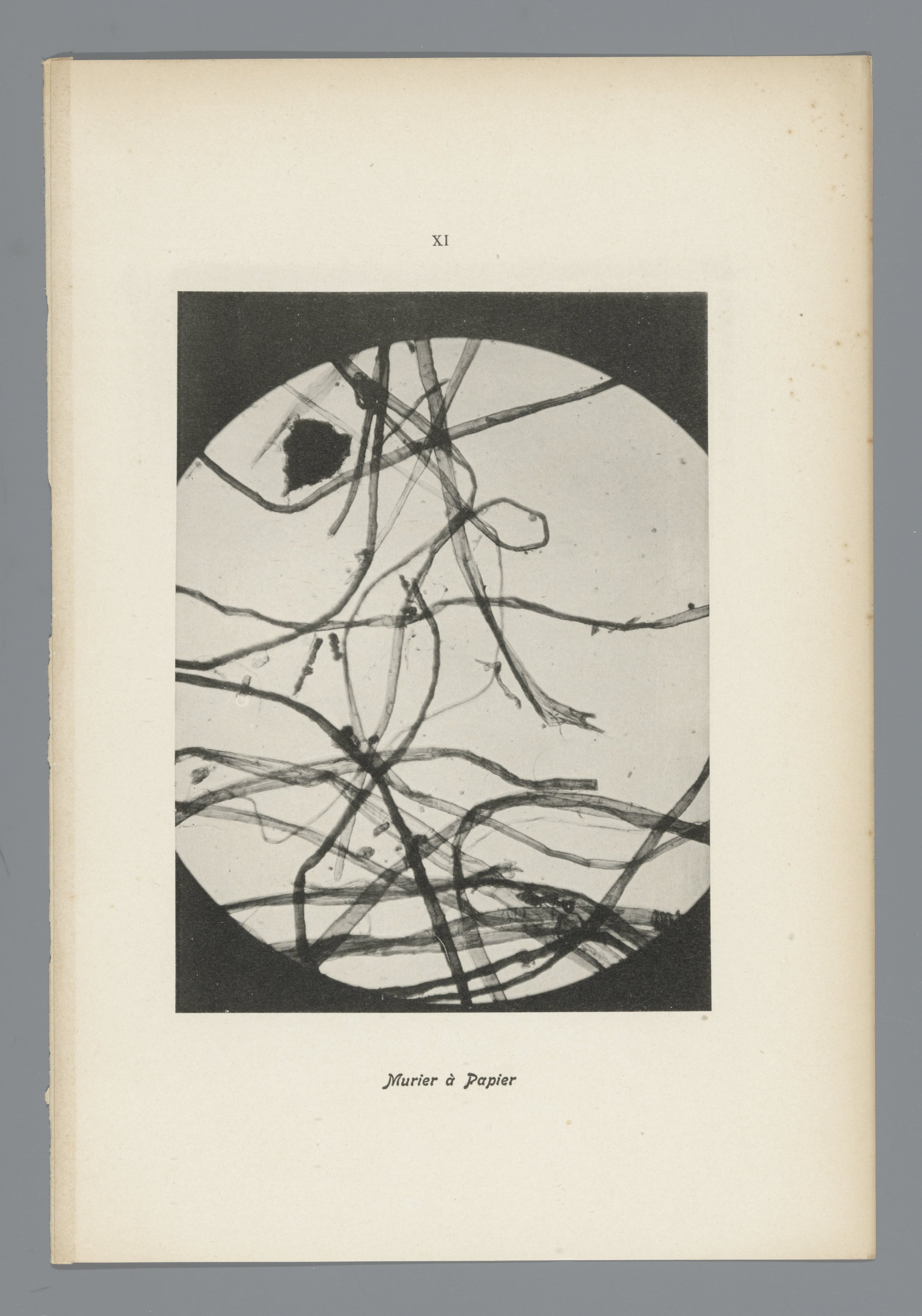 Microfoto’s van papiervezels
