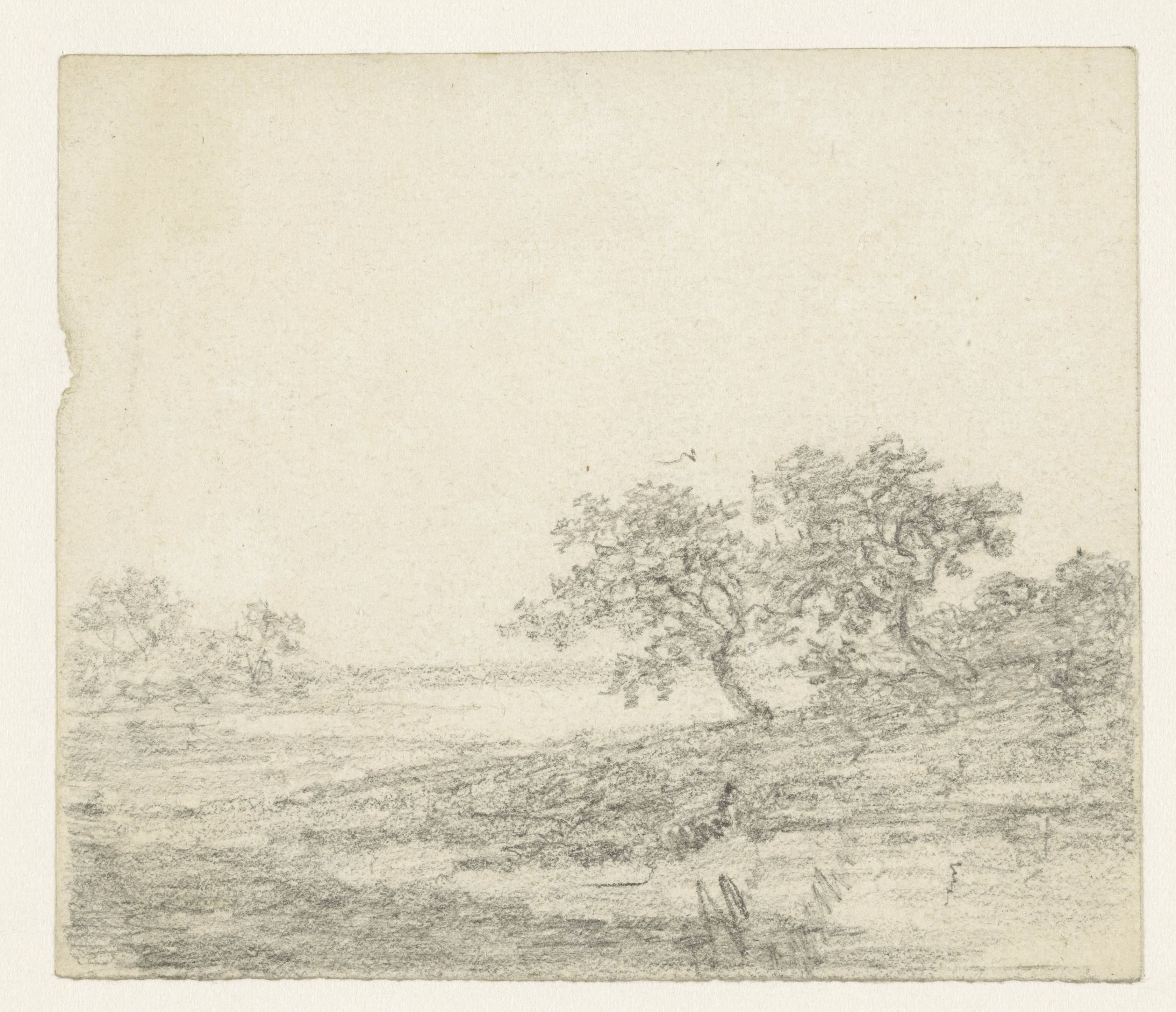 Twee bomen op een helling
