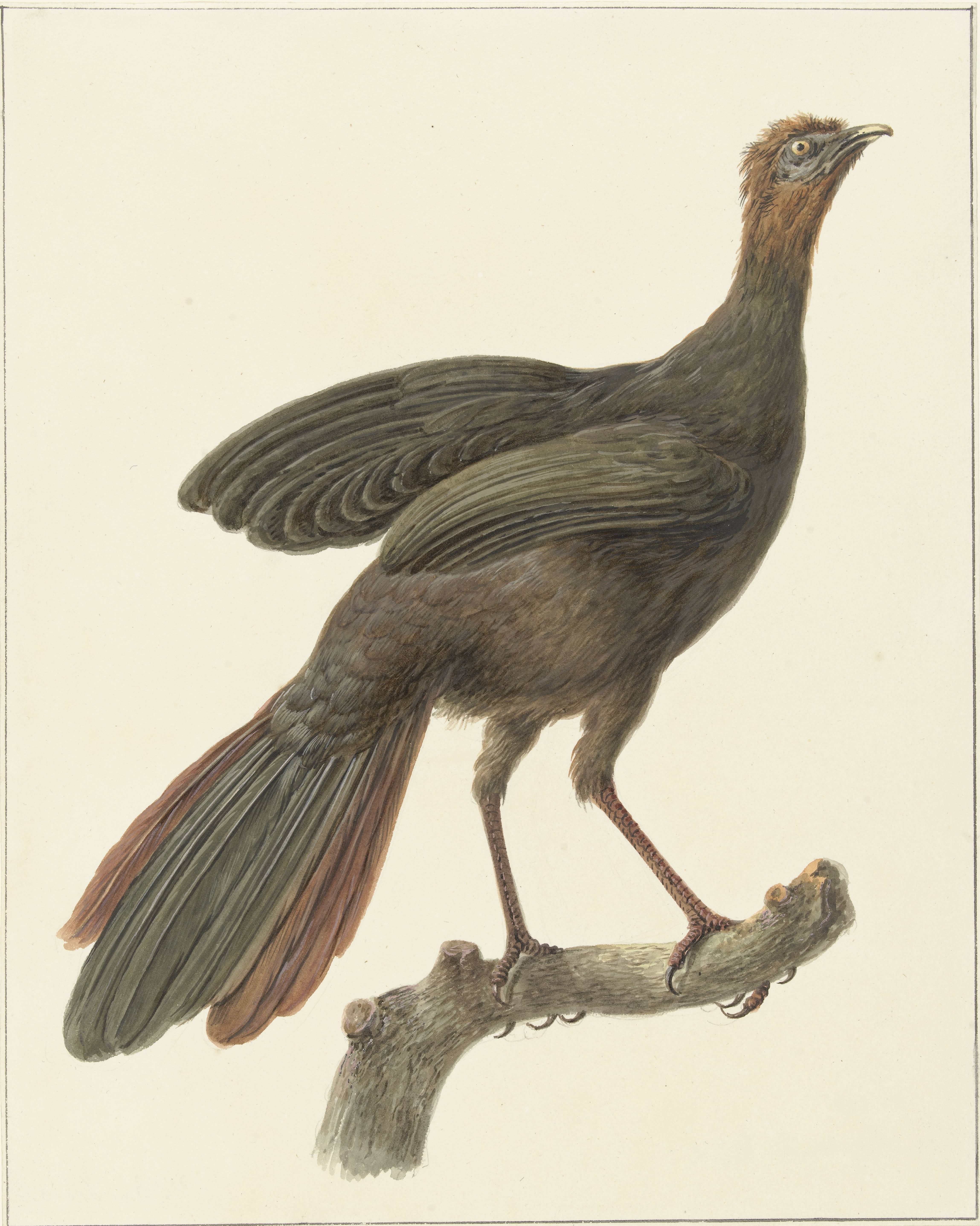 Kuifsjakohoen (Penelope purpurascens)