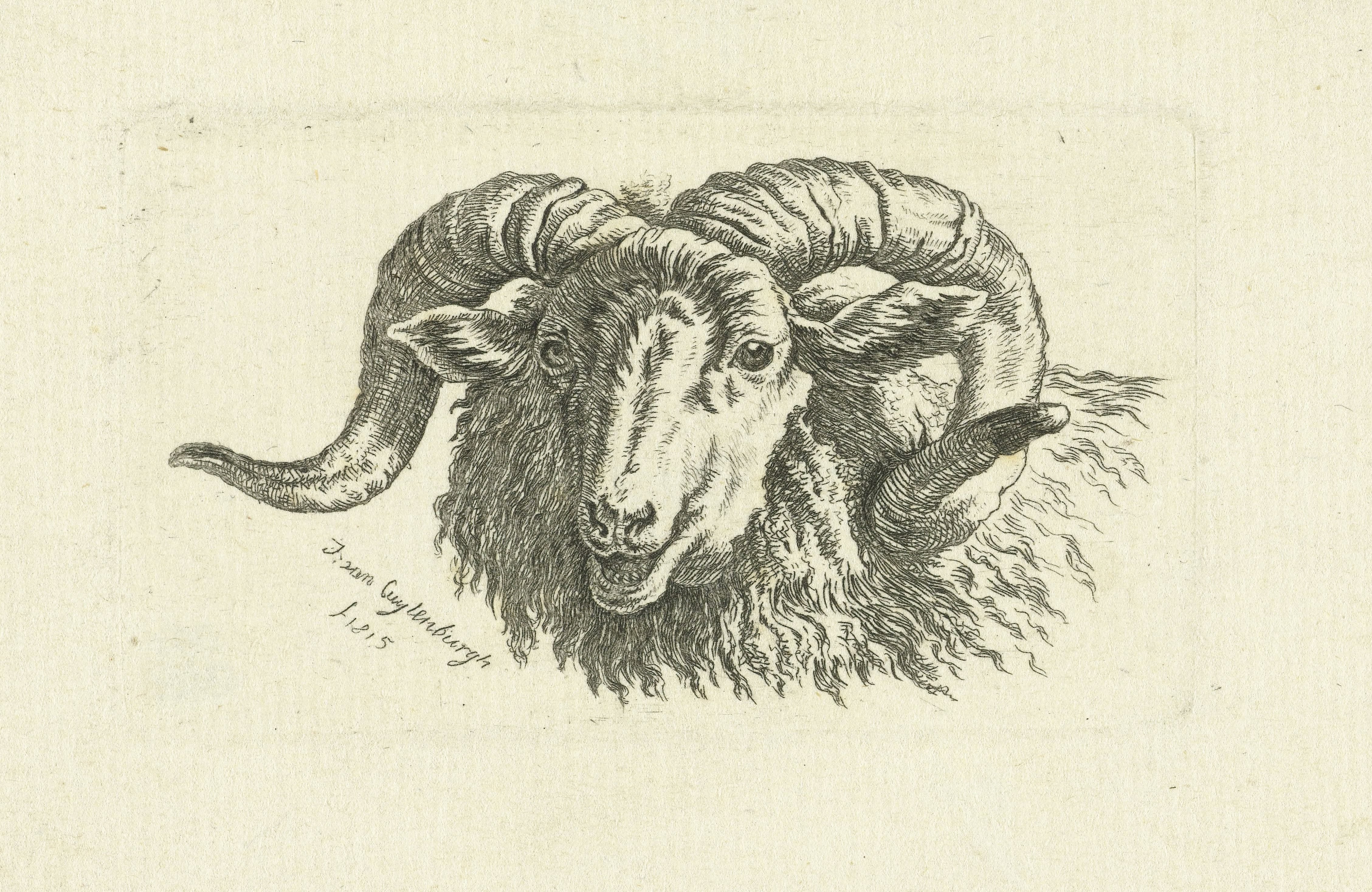 Kop van een ram