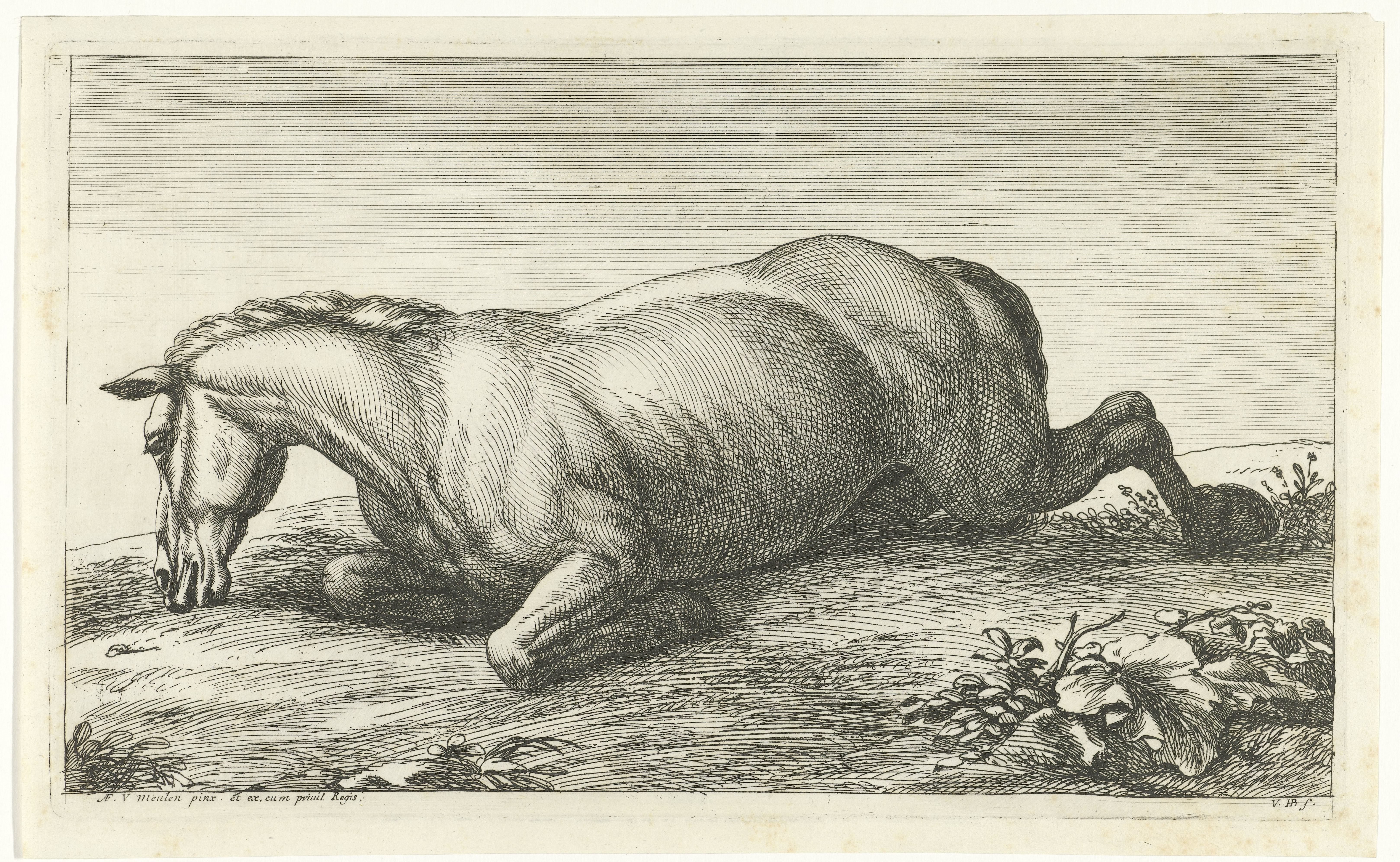 Gesneuveld paard op de buik liggend