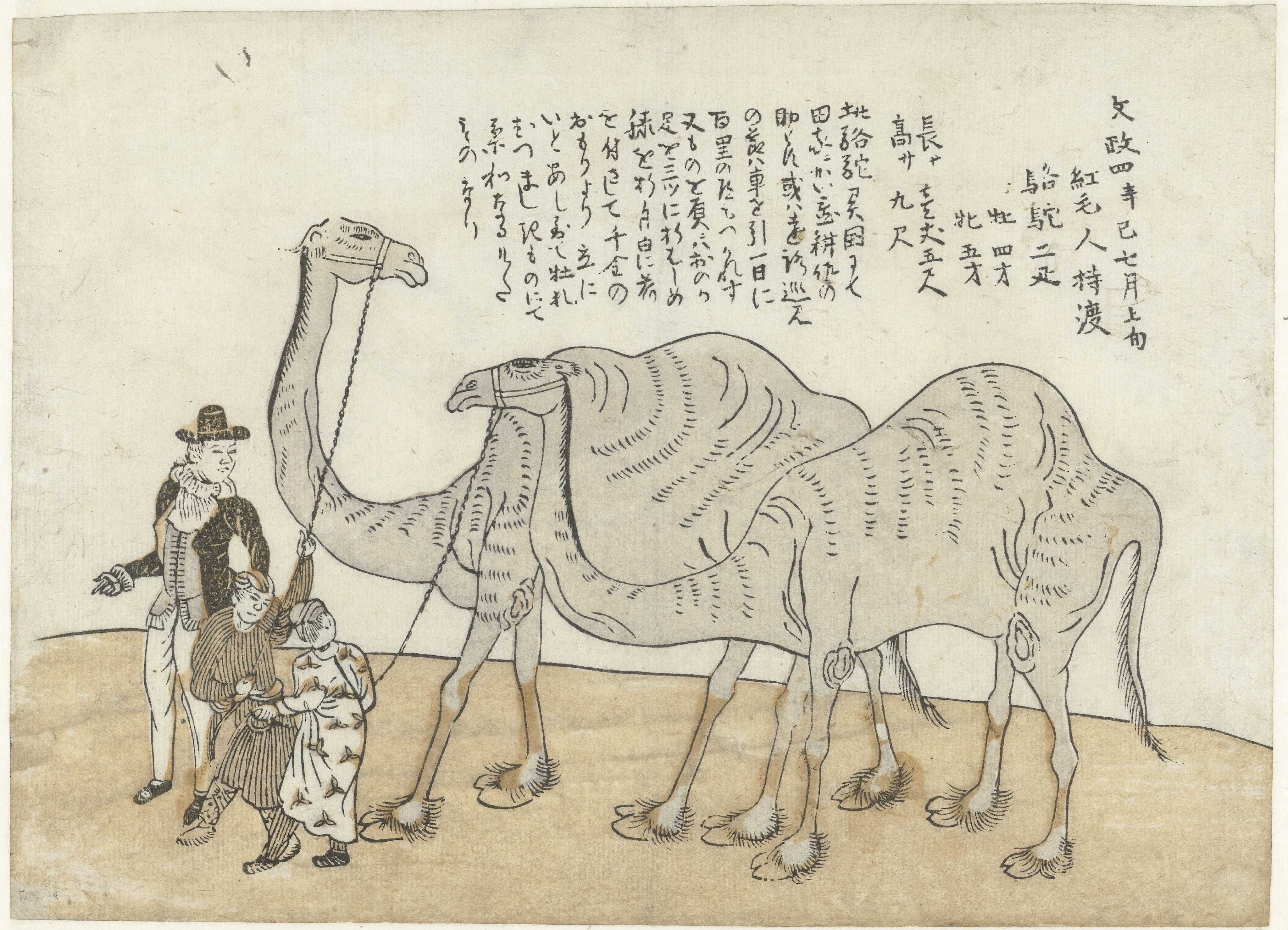 Camel and Dromedary