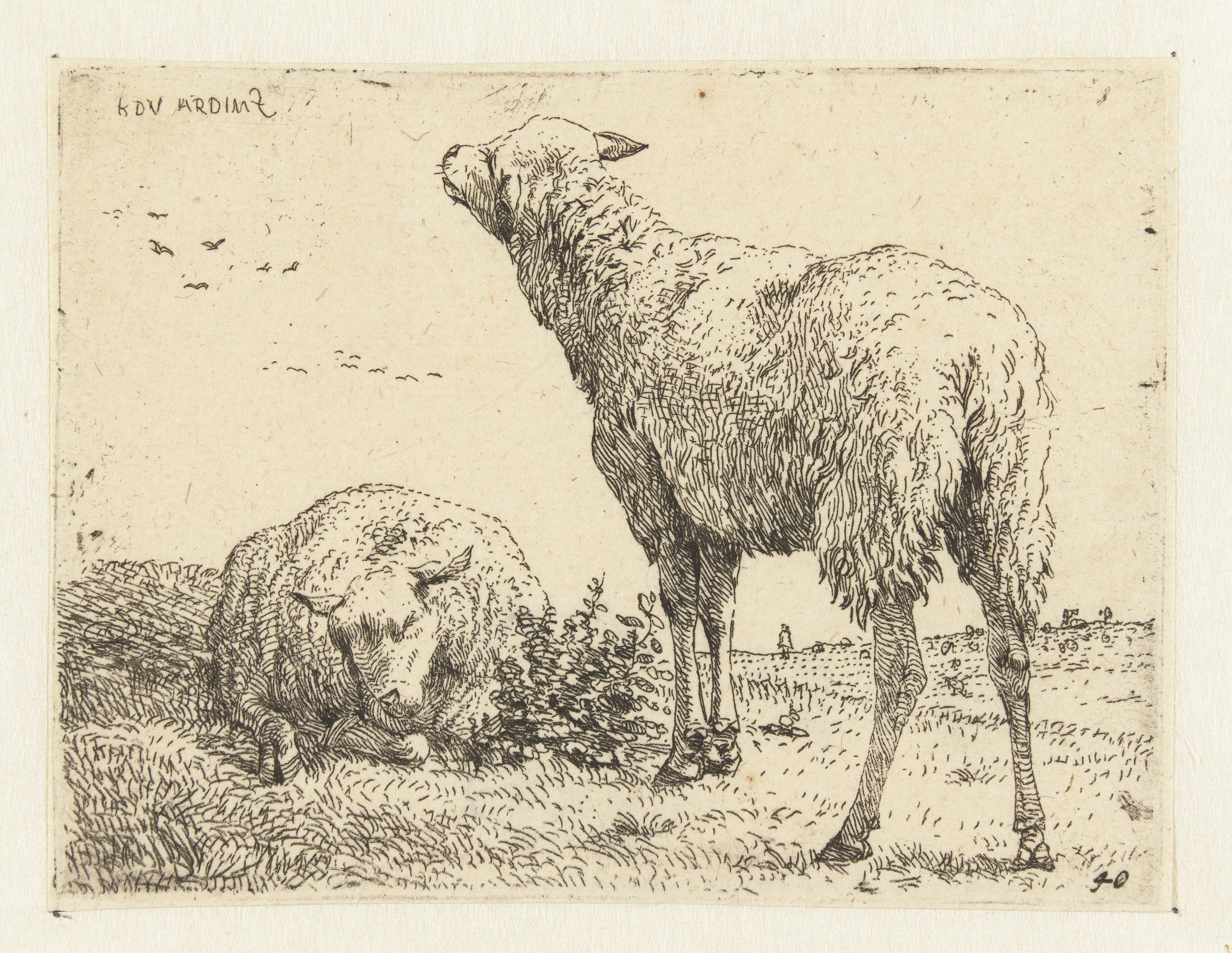 Twee schapen