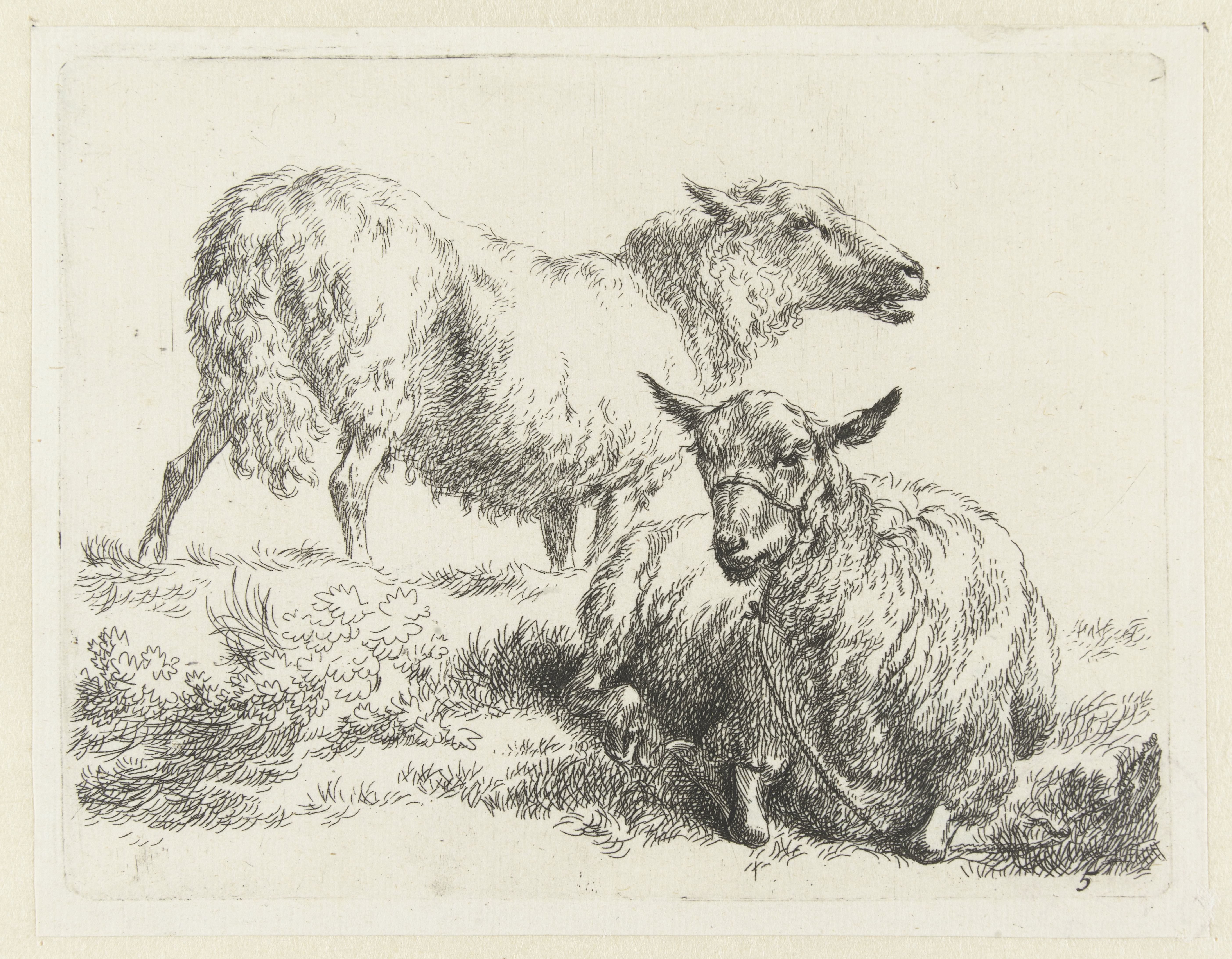 Liggend schaap met halster en staand schaap