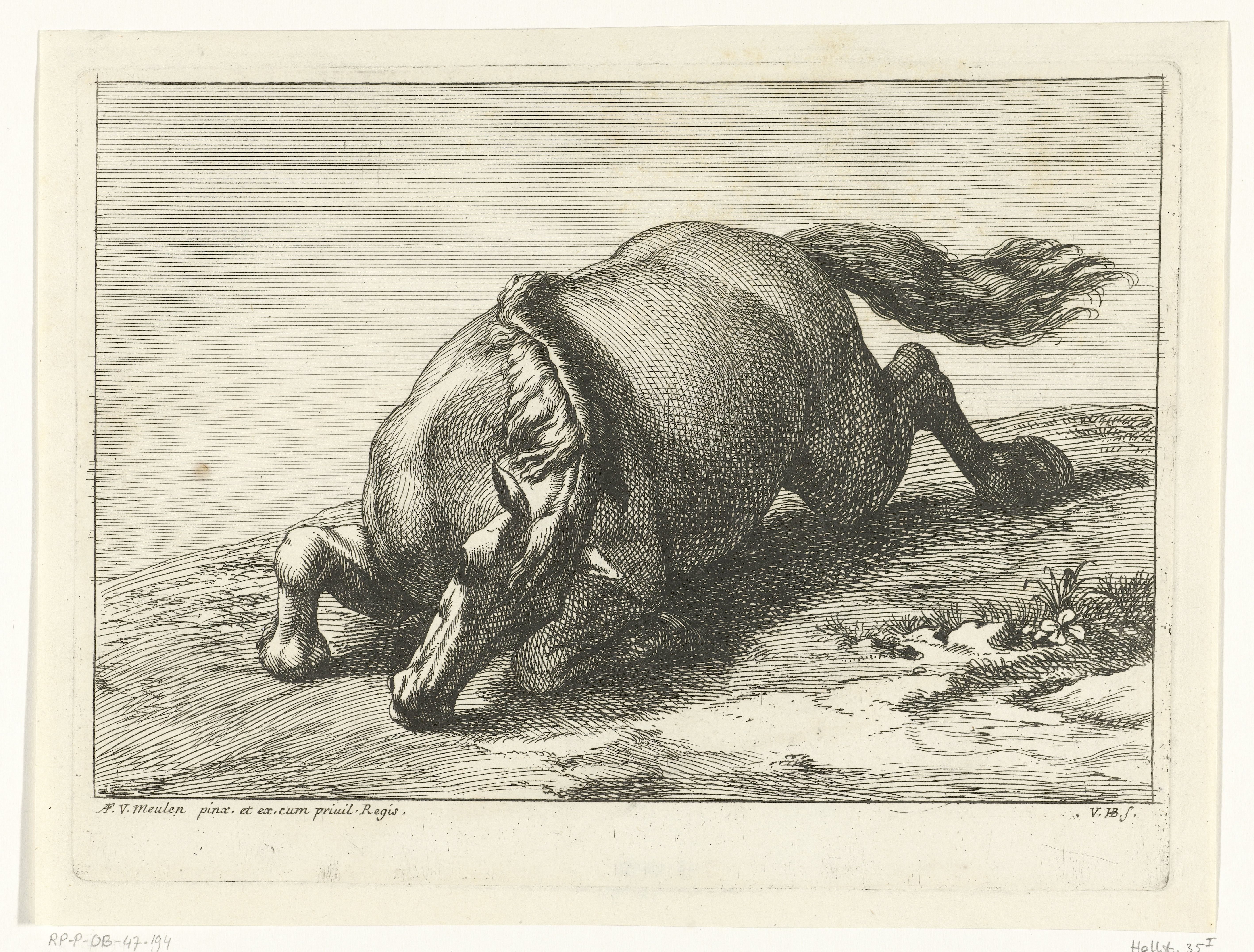 Gesneuveld paard schuin van voren