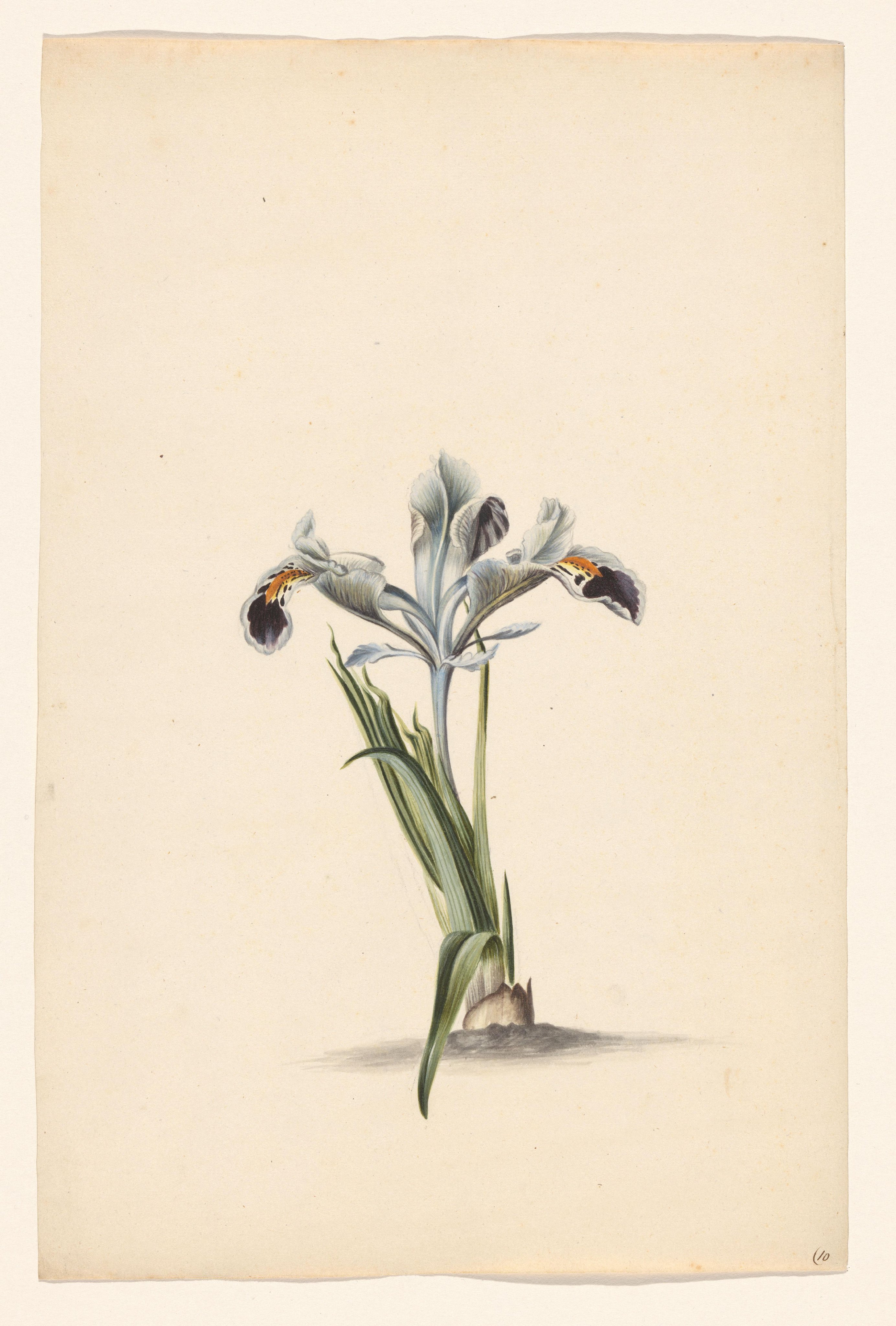 Witte iris