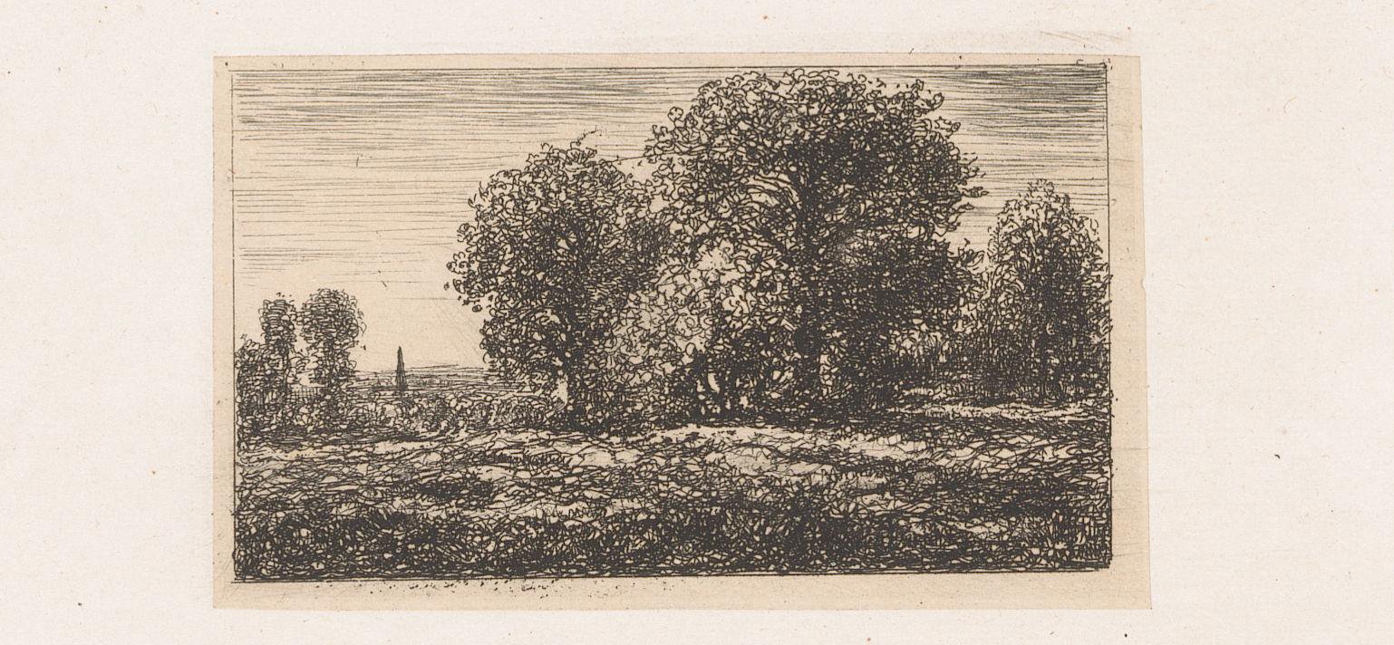Bomen in een landschap