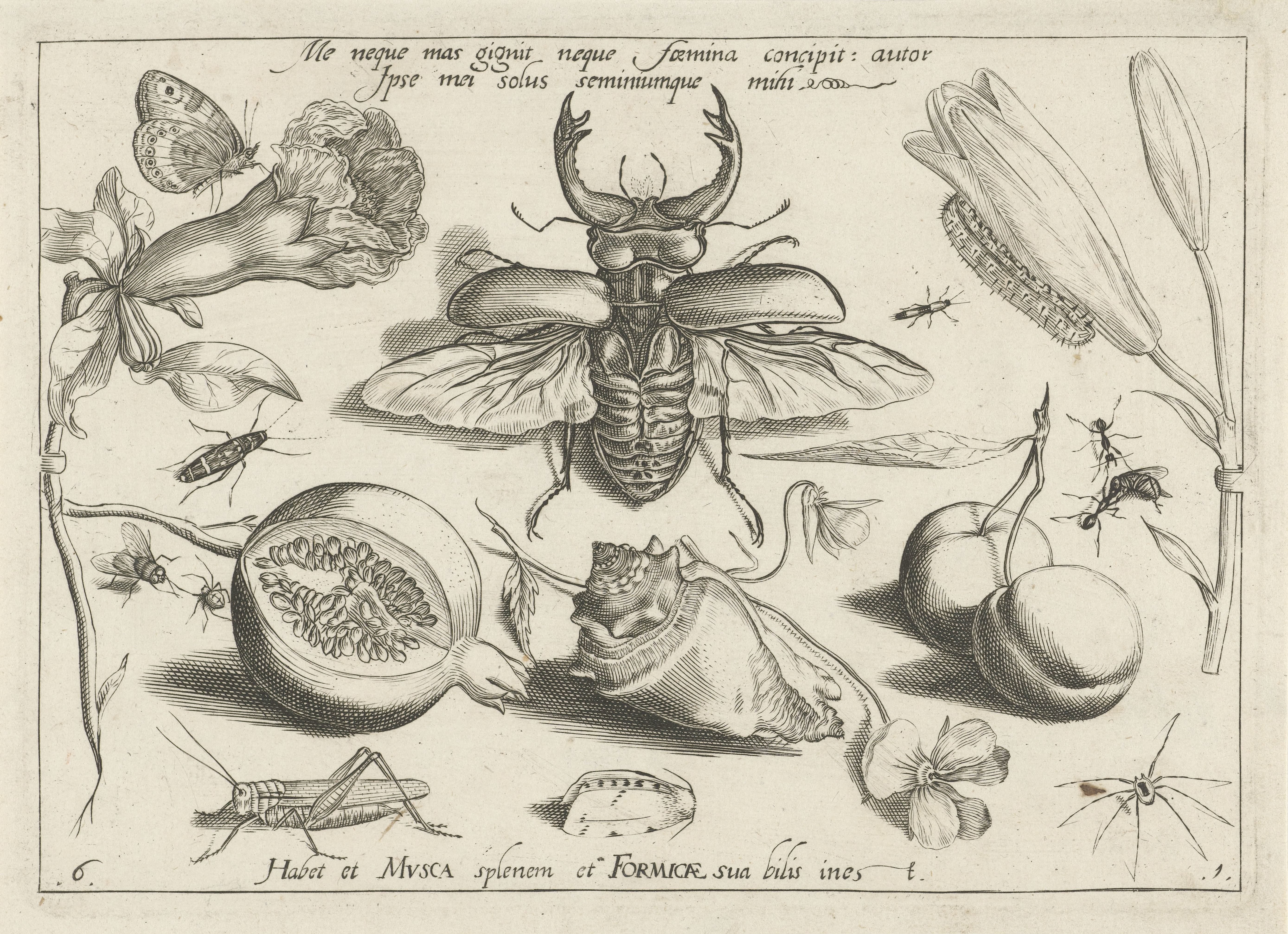 Insecten, bloemen en vruchten rond een hertkever en een schelp