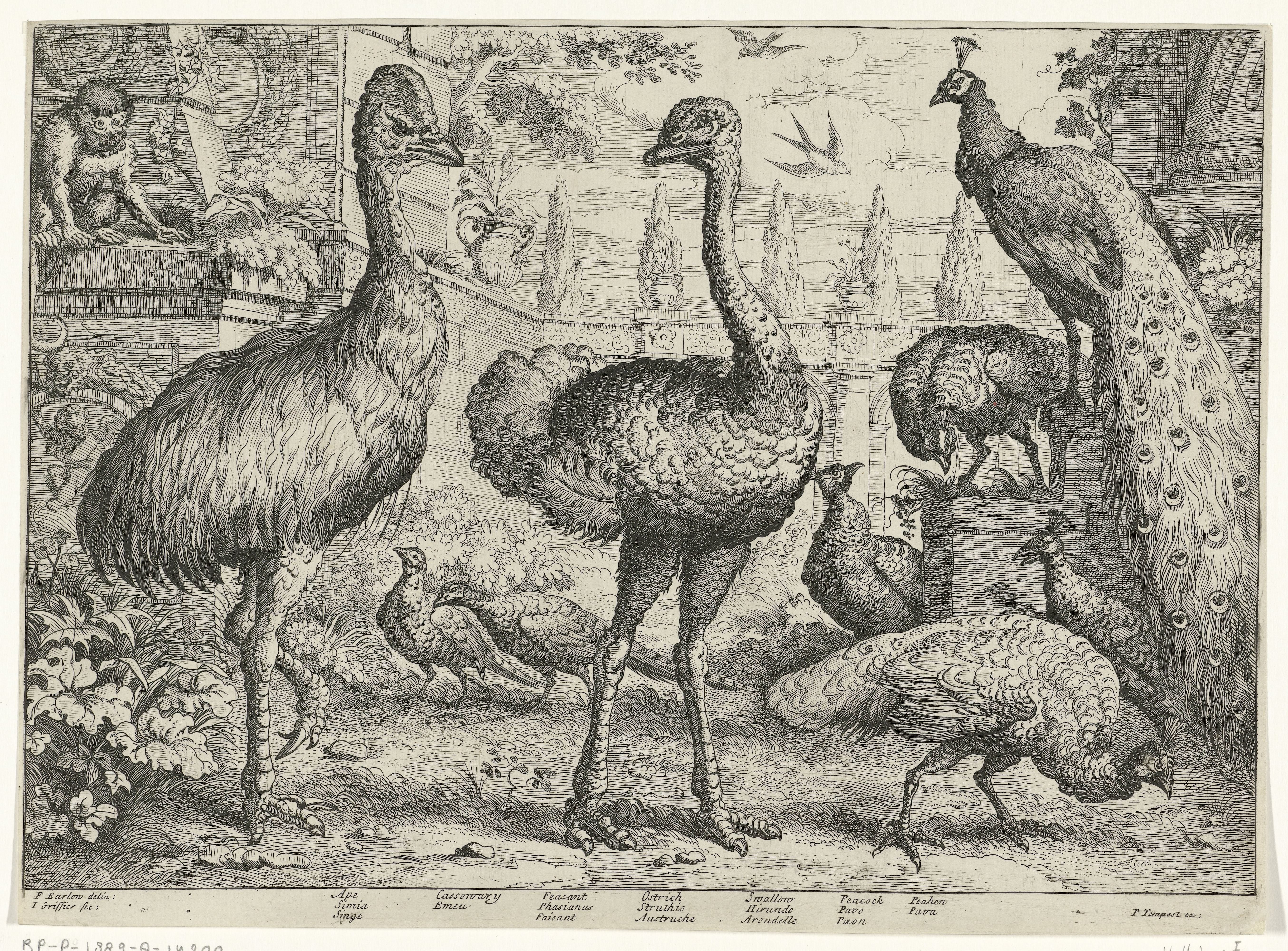 Verschillende vogels en een aap