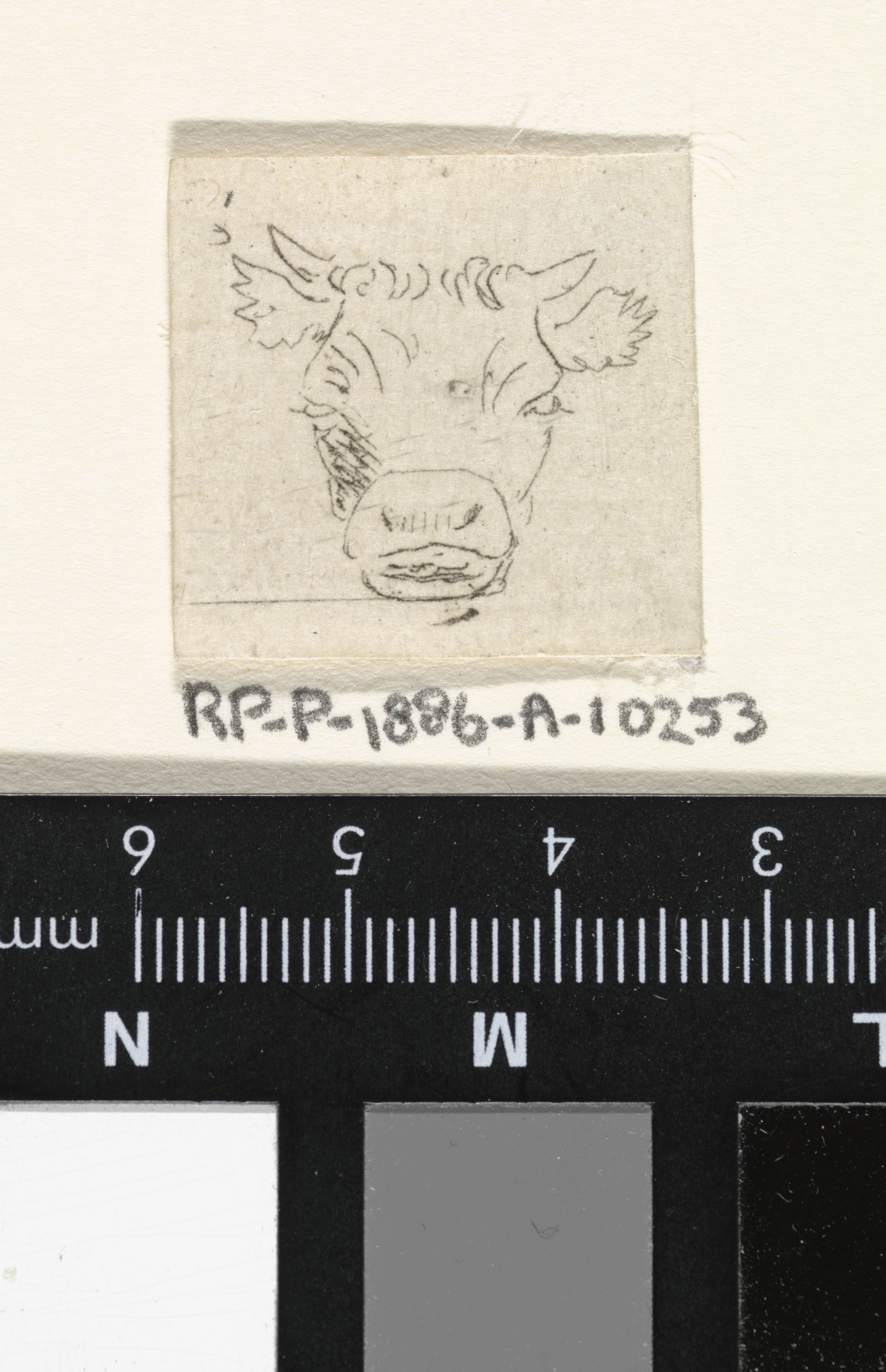 Kalfskop, van voren