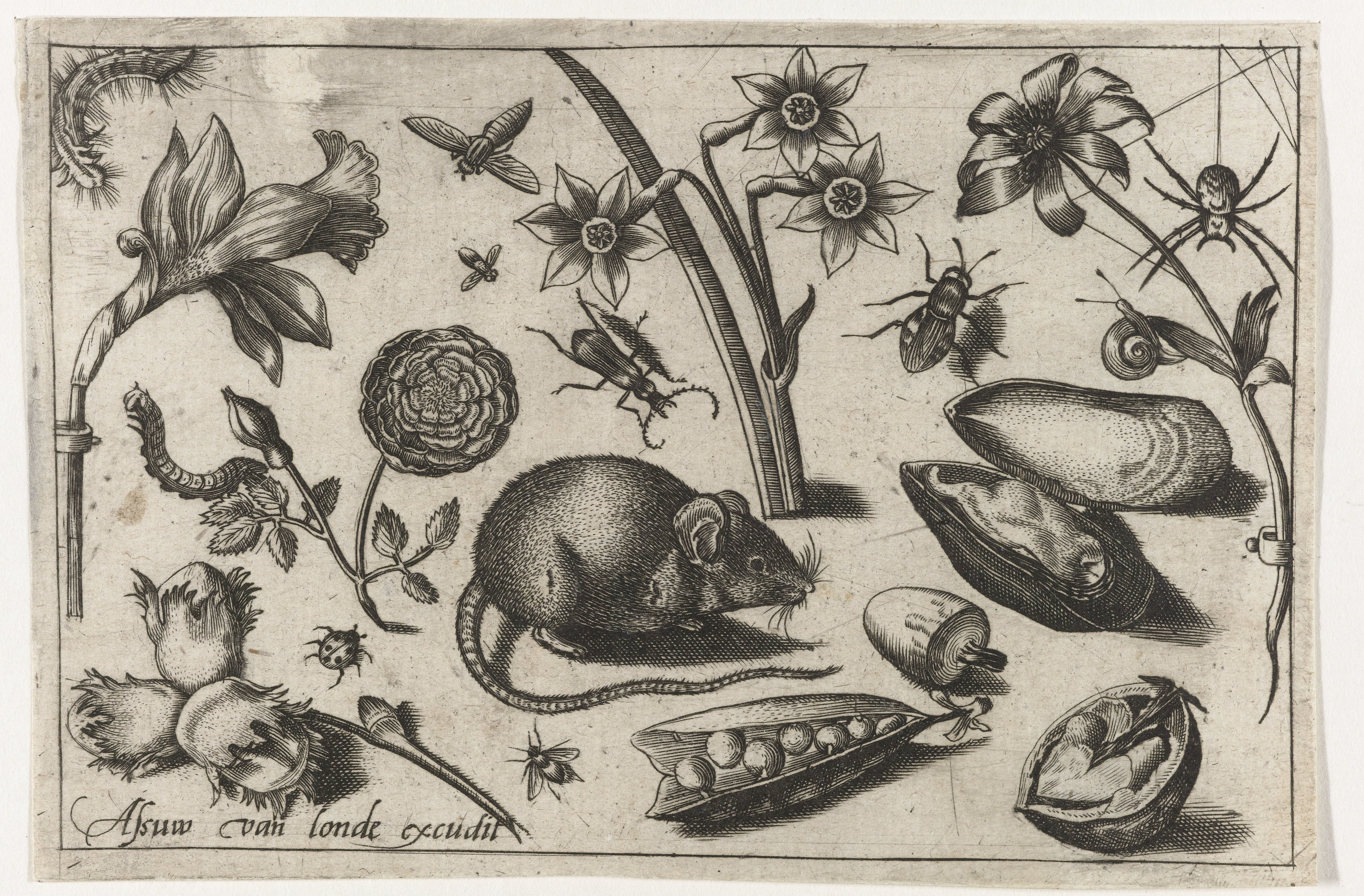 Bloemen, een muis, insecten en een mossel