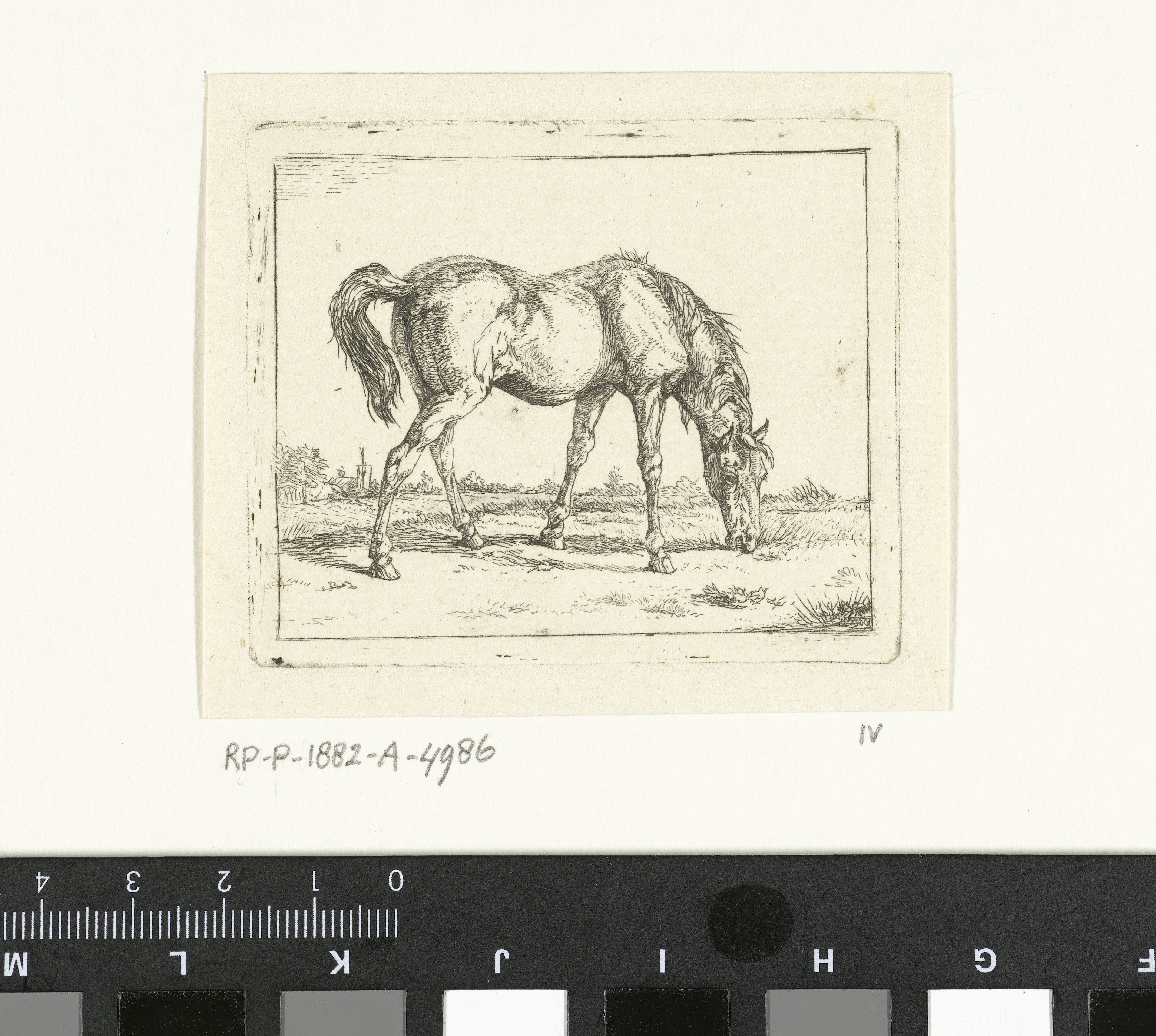 Grazend paard naar rechts