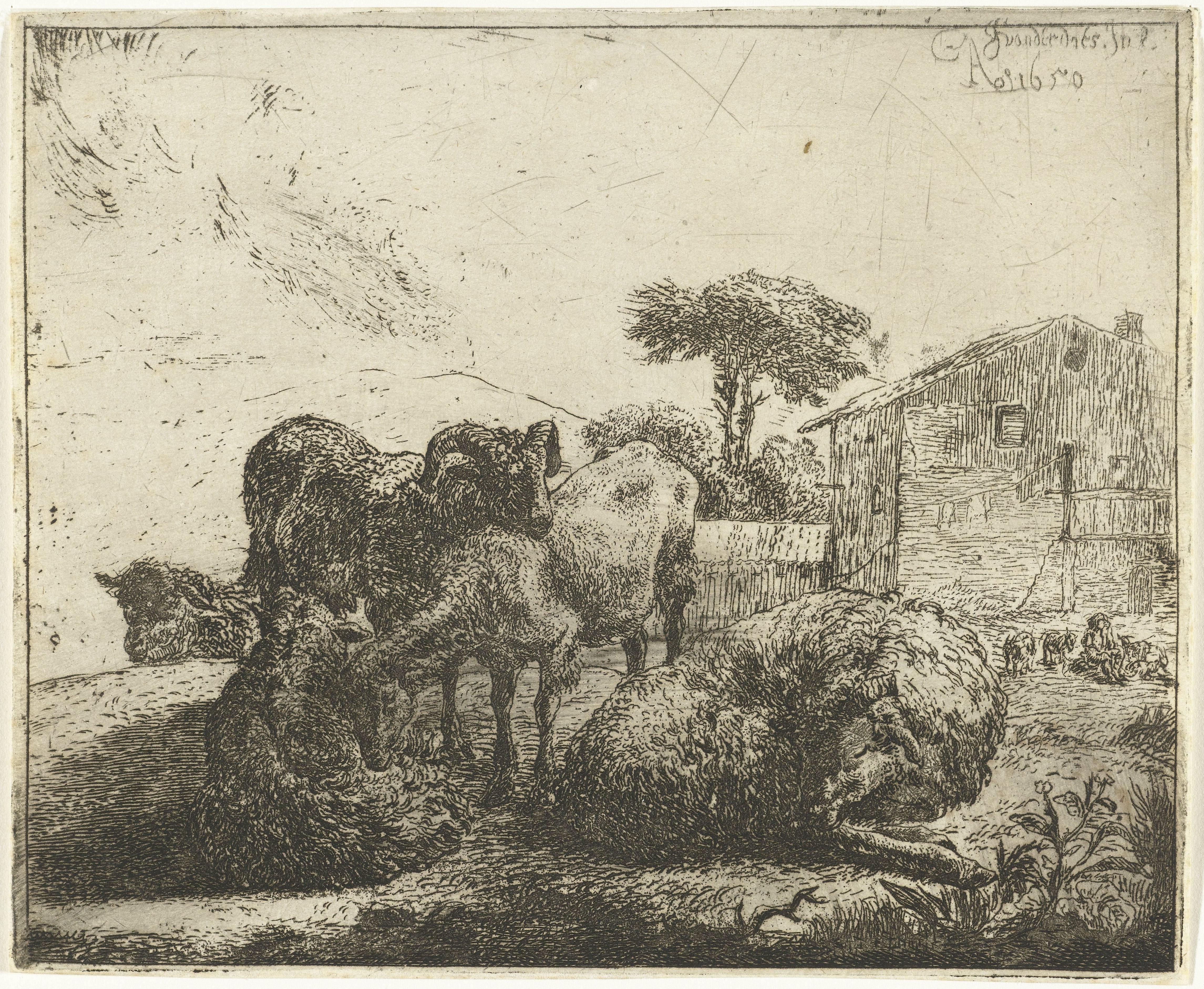 Groep van vijf schapen