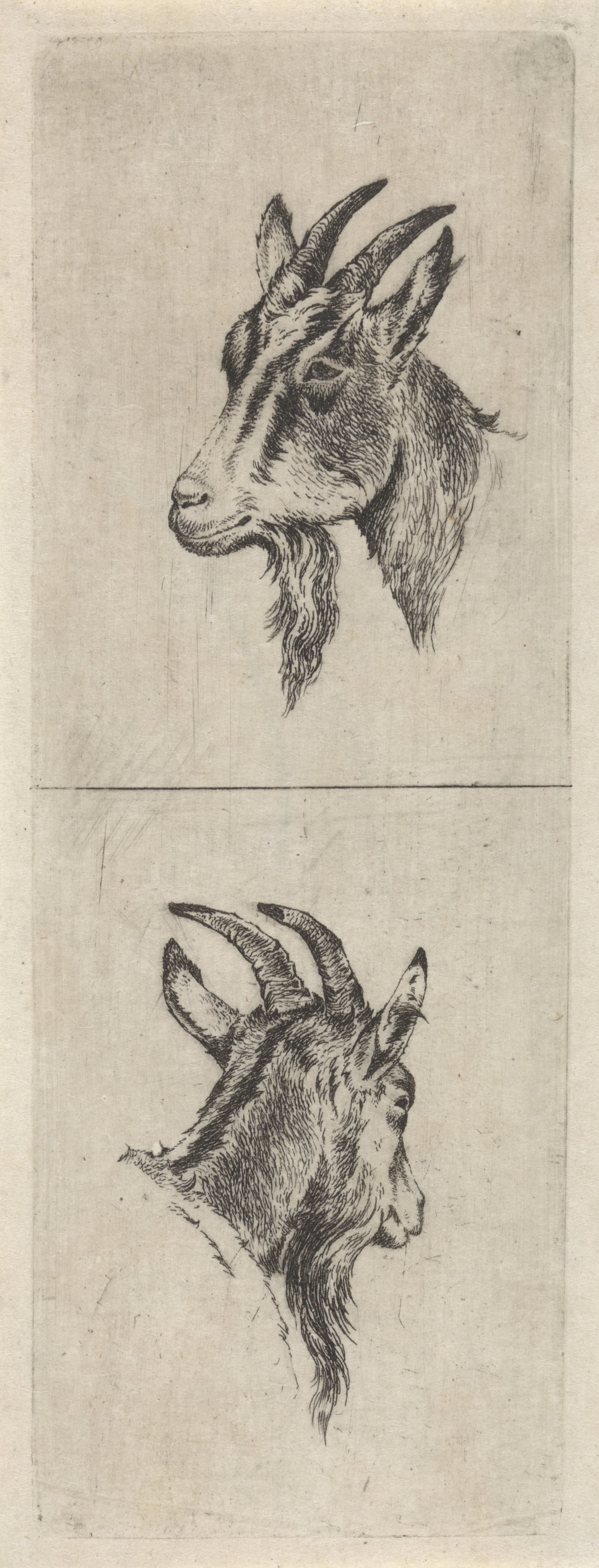 Bokkenkop
