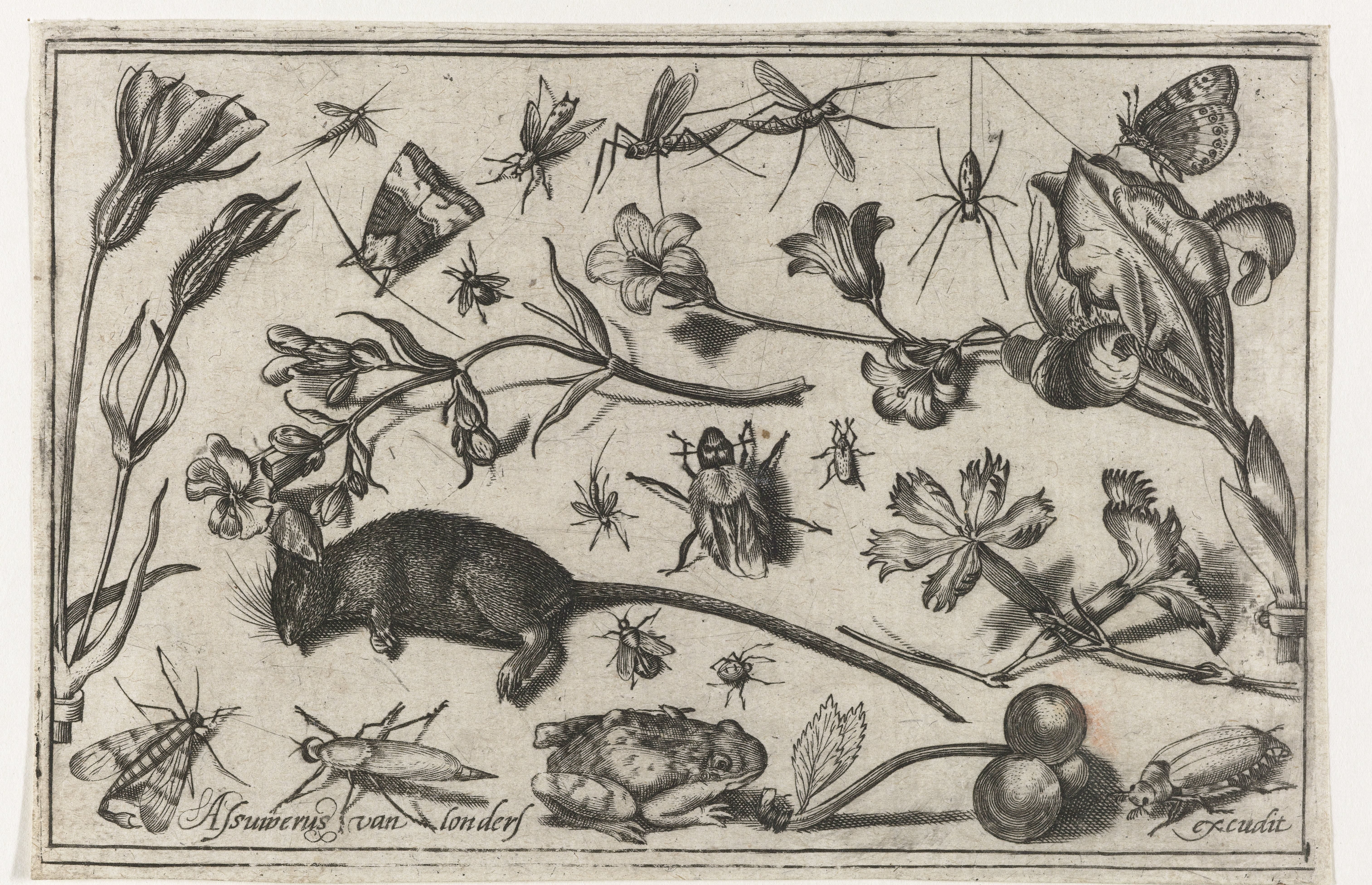 Bloemen, insecten, een kikker en een dode muis