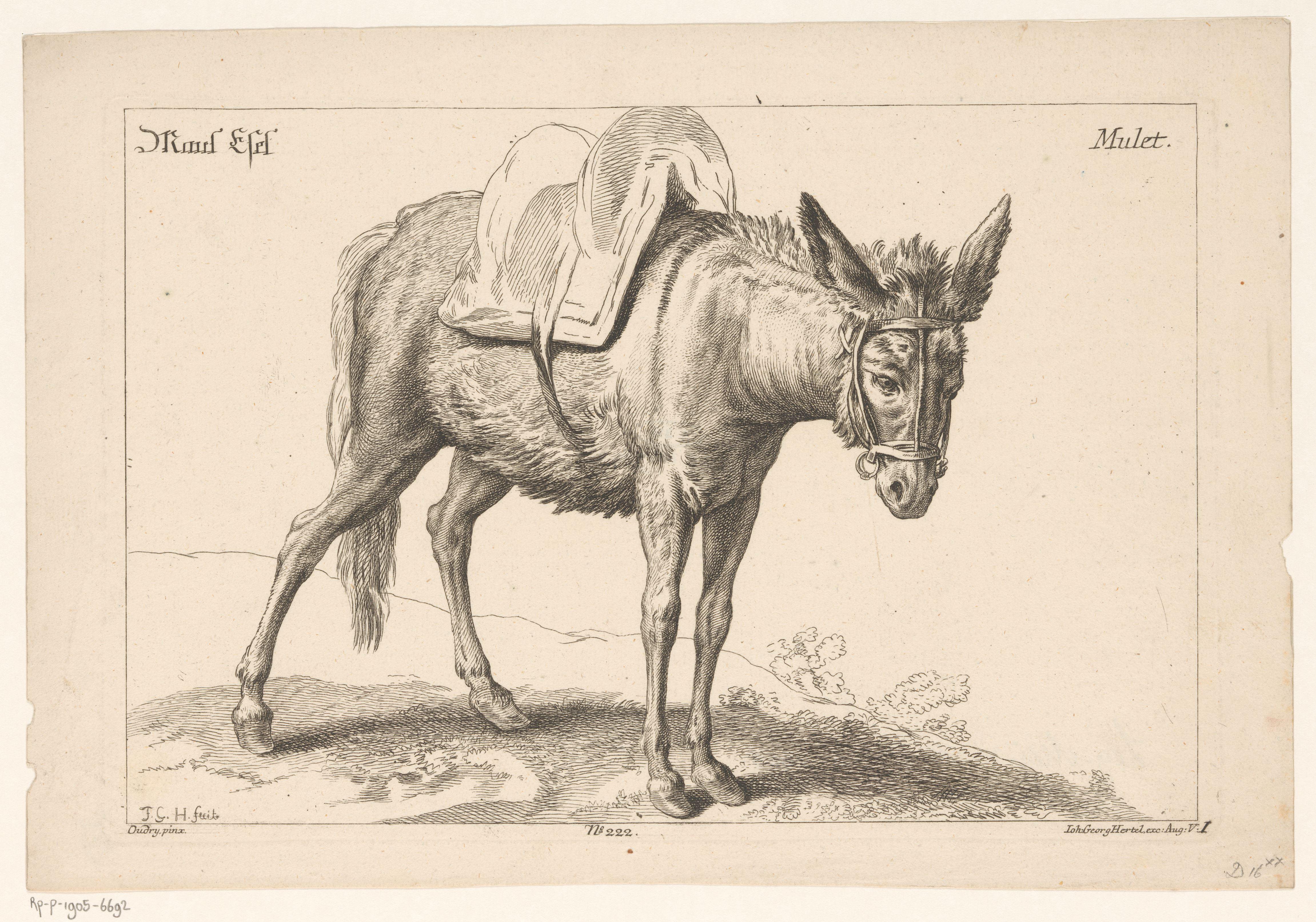 Muilezel