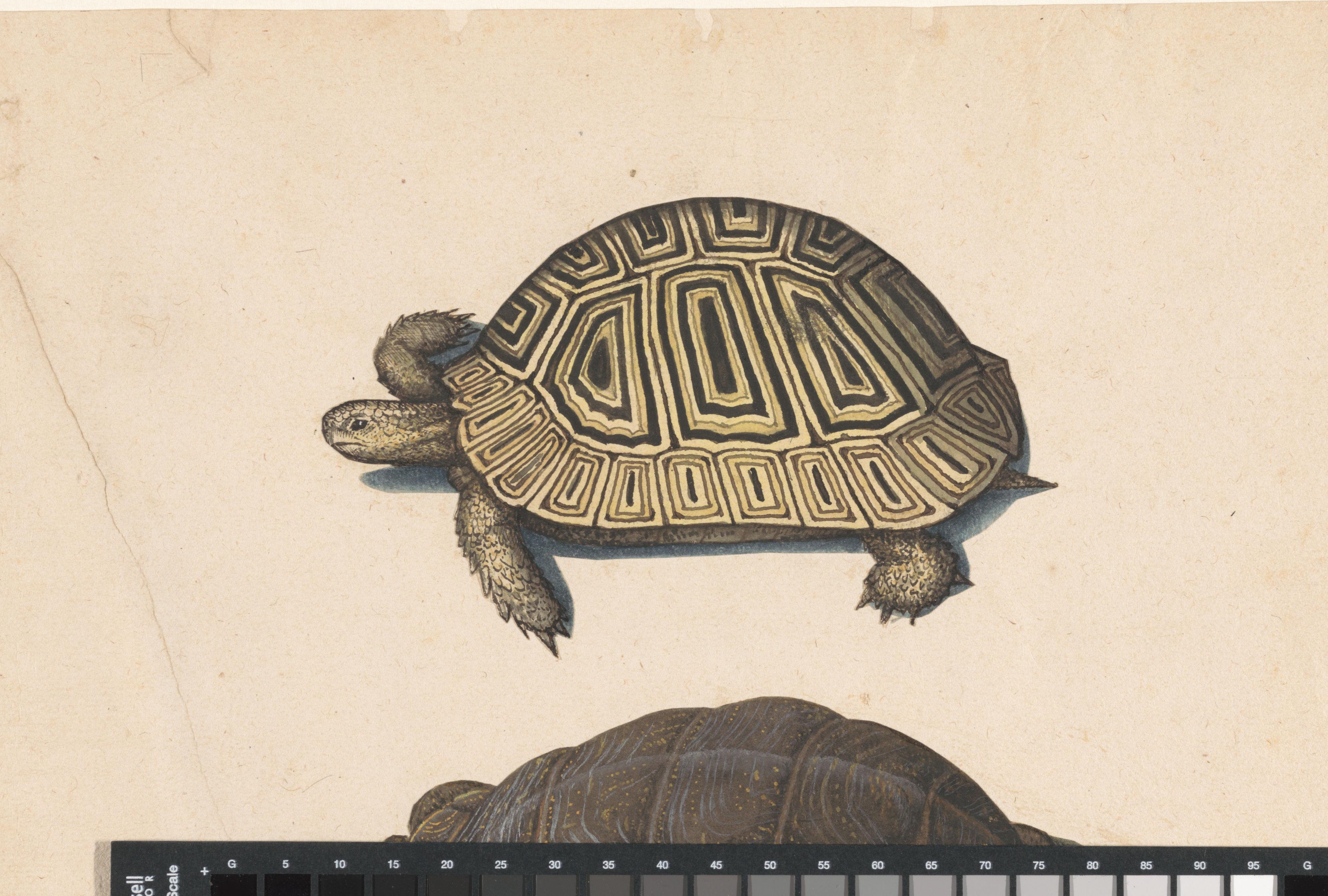 Landschildpad