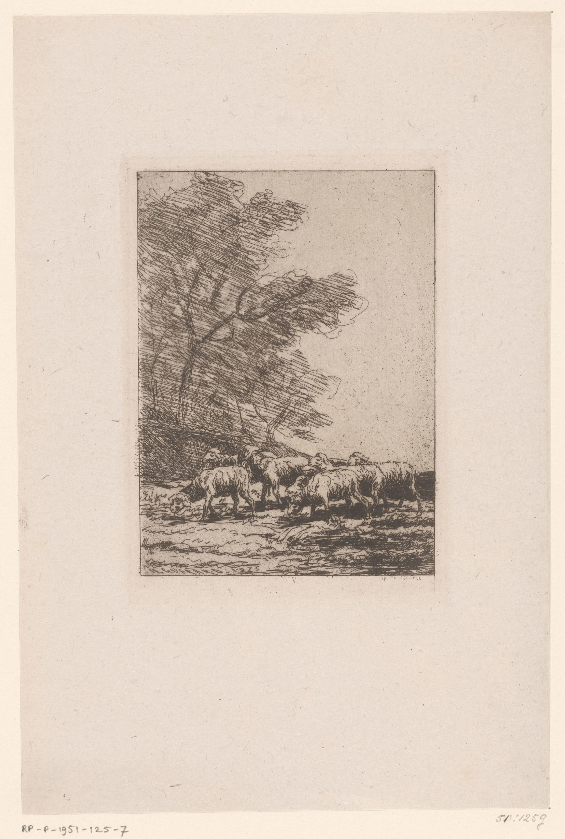 Kudde schapen