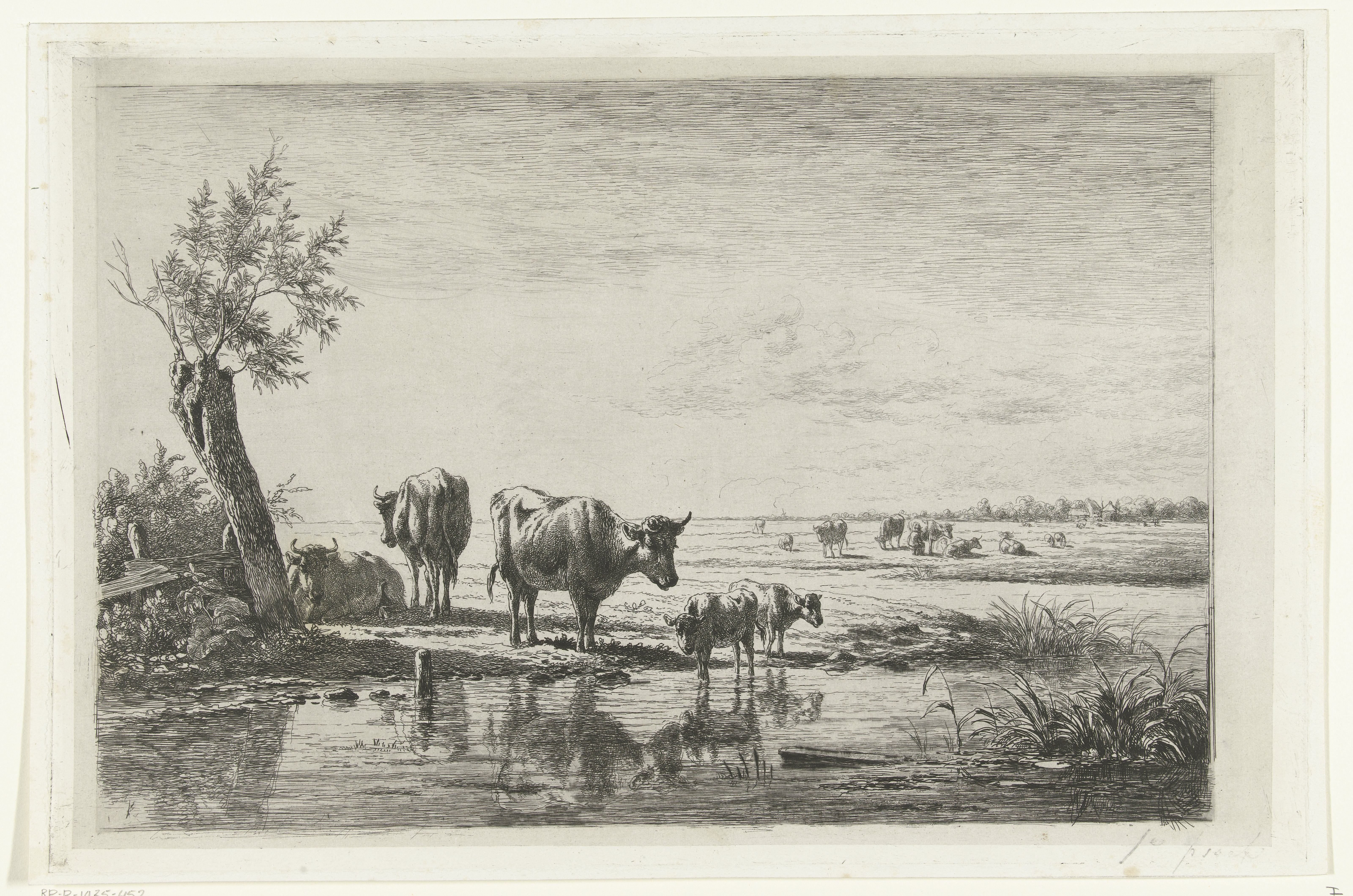 Weidelandschap met koeien bij water