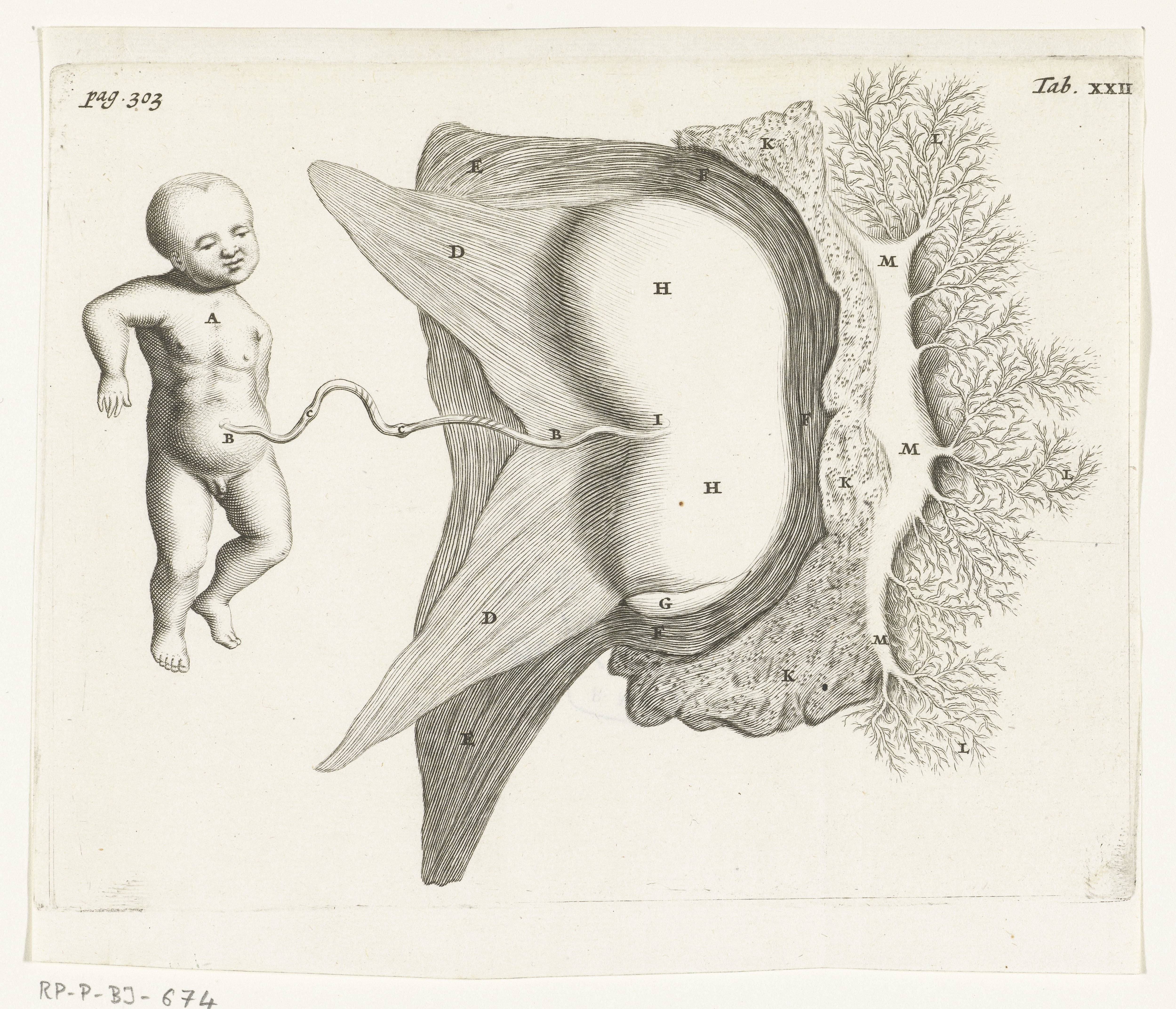 A foetus attached by the placenta to the womb