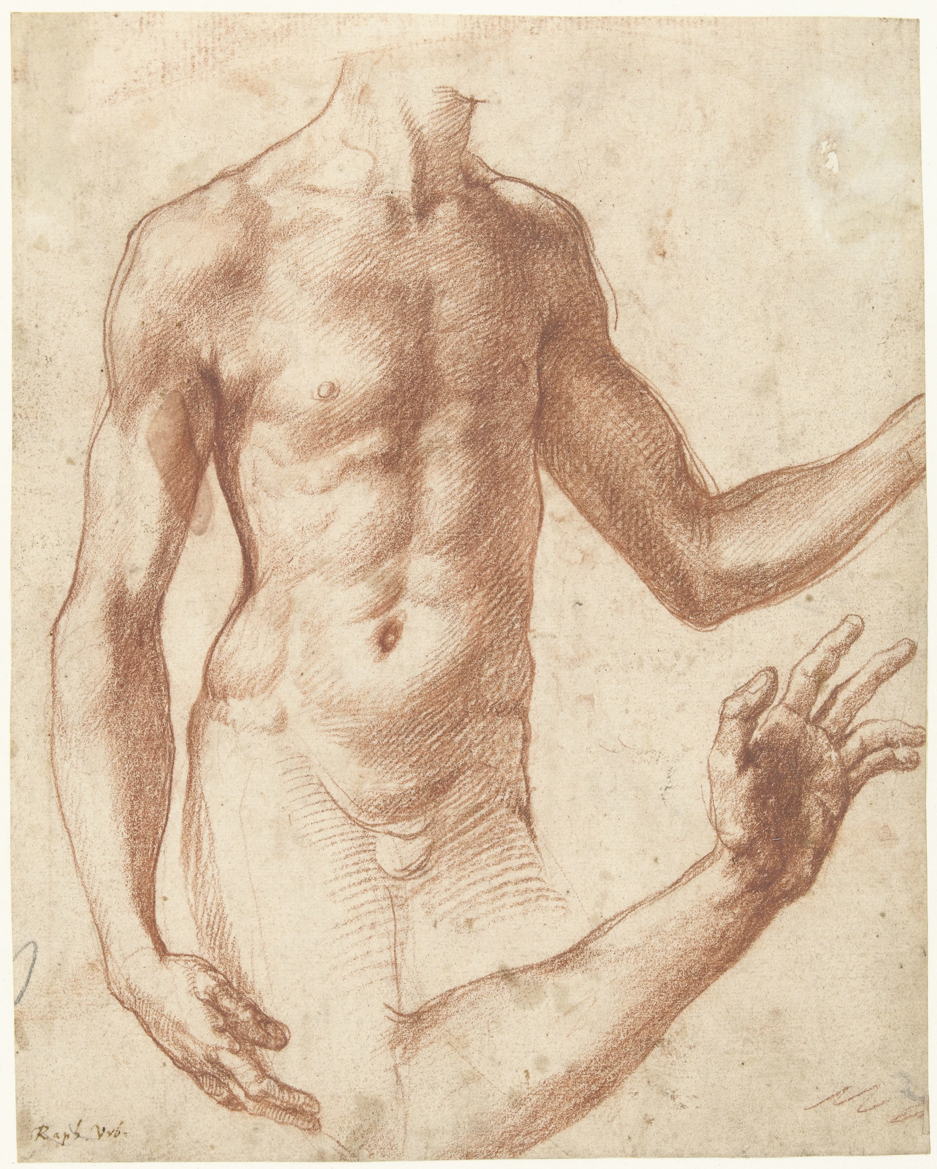 Studie van een torso