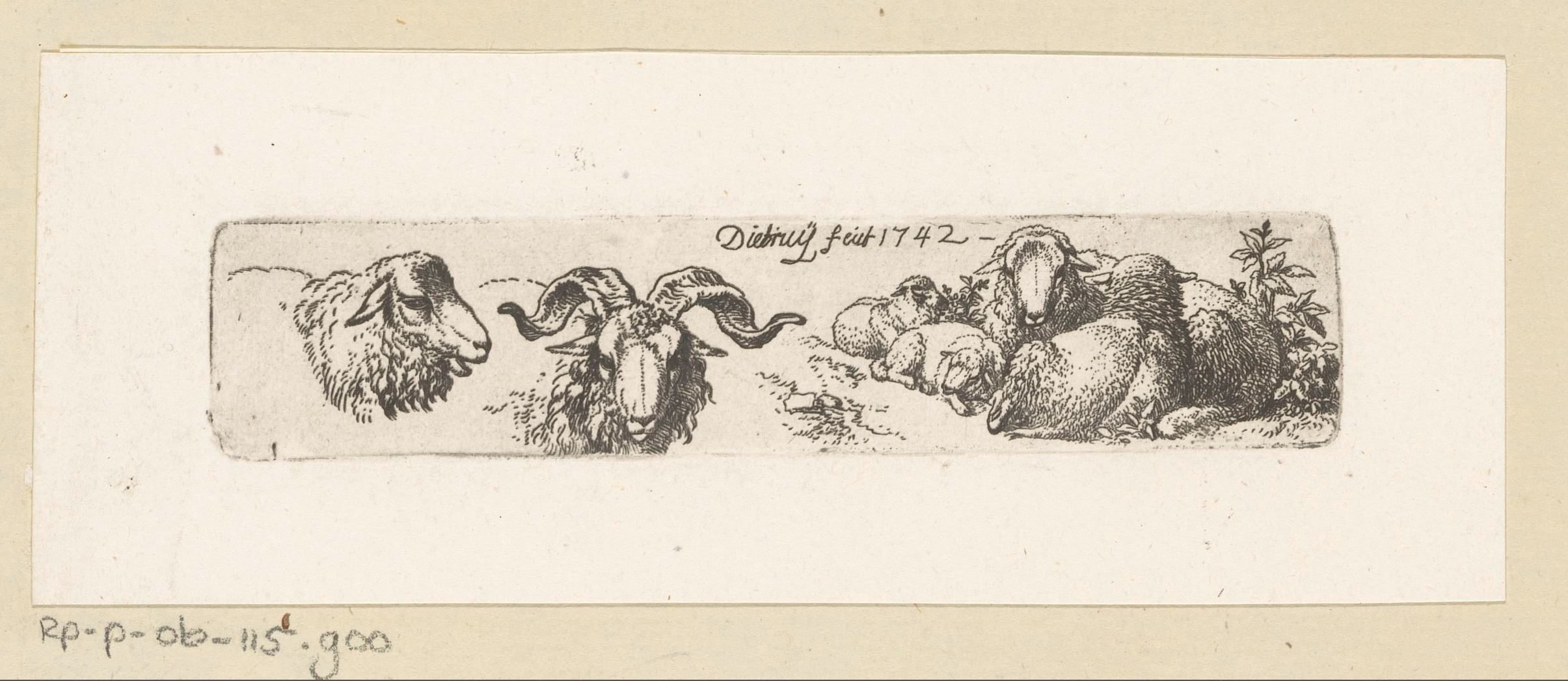 Rammen en schapen