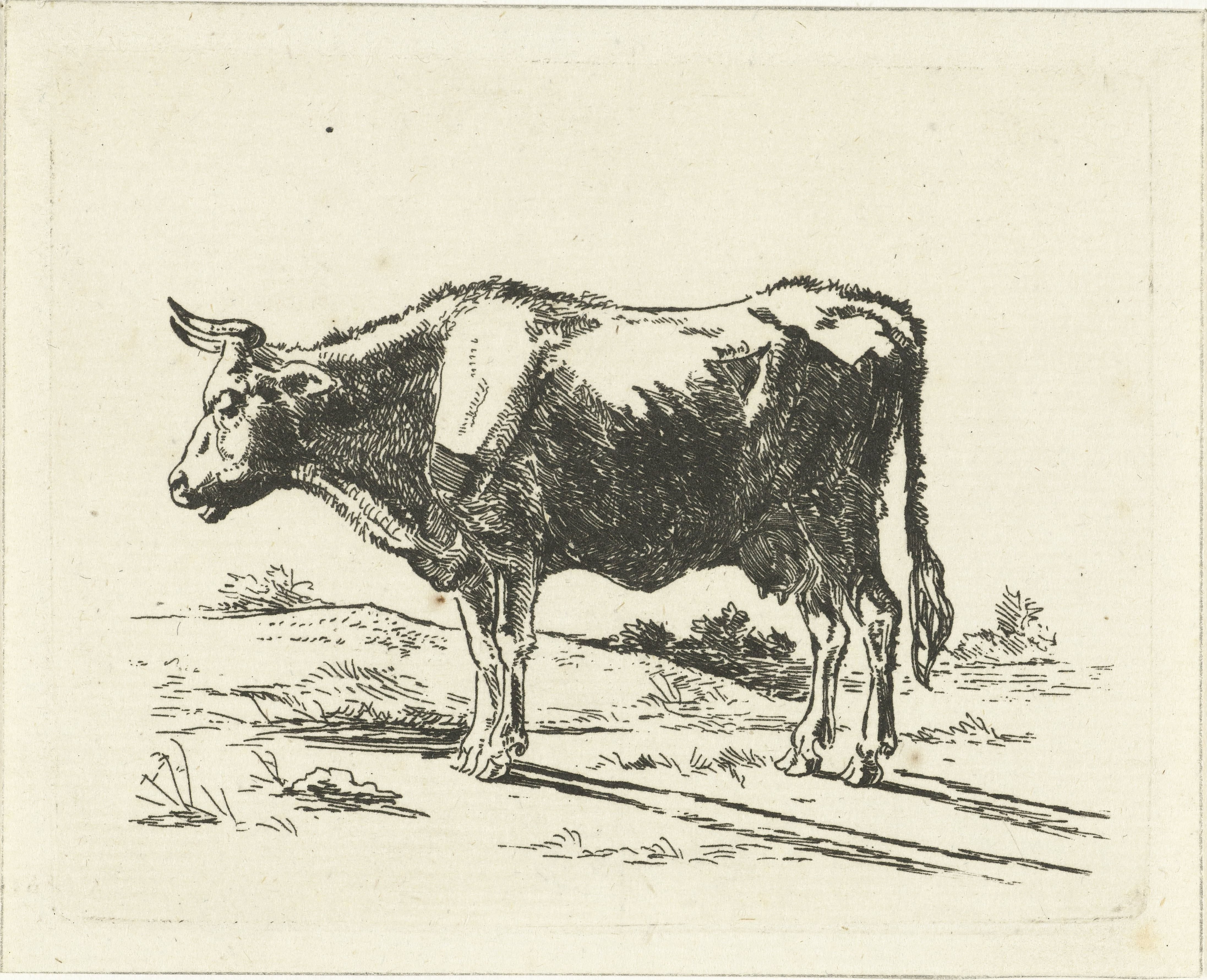 Staande koe