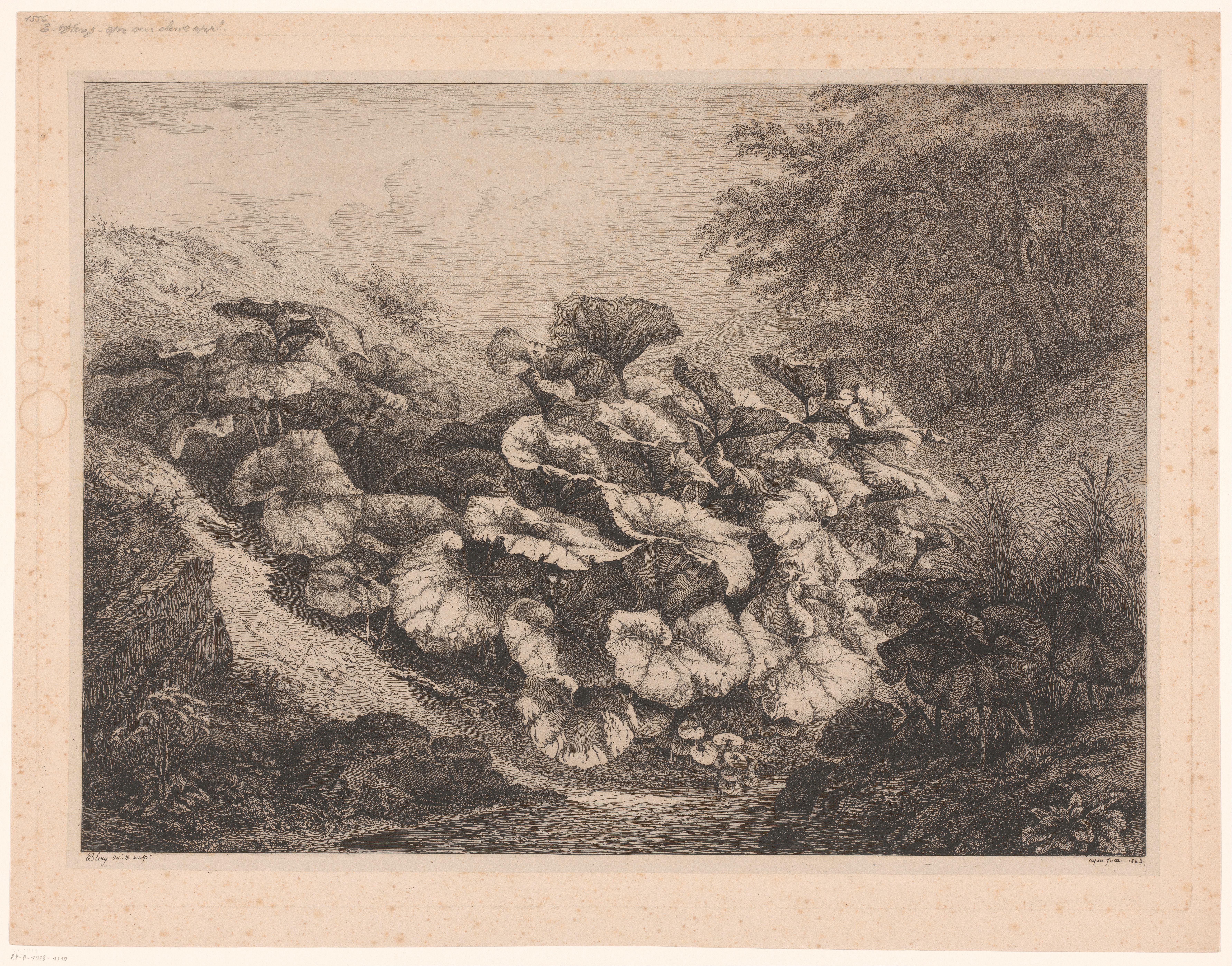 Groot hoefblad