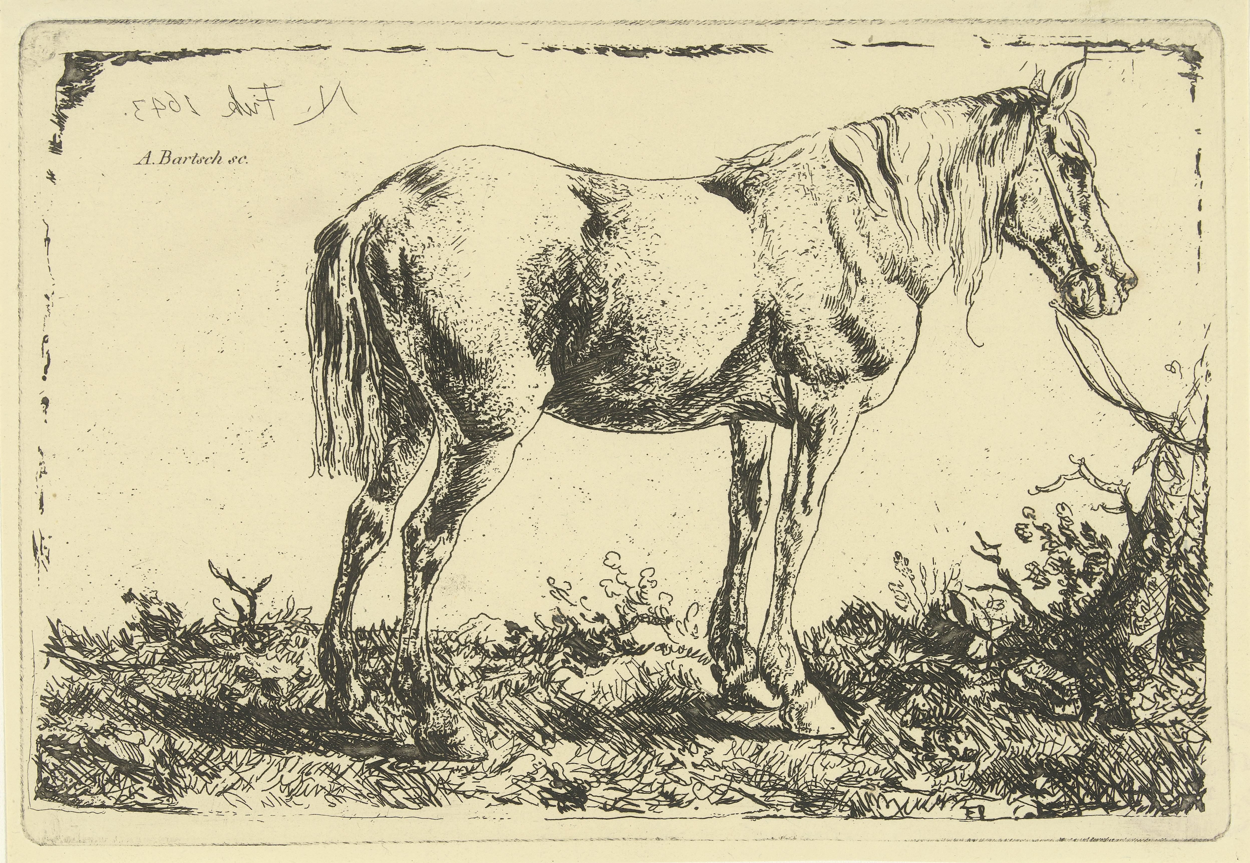 Paard aan een boom