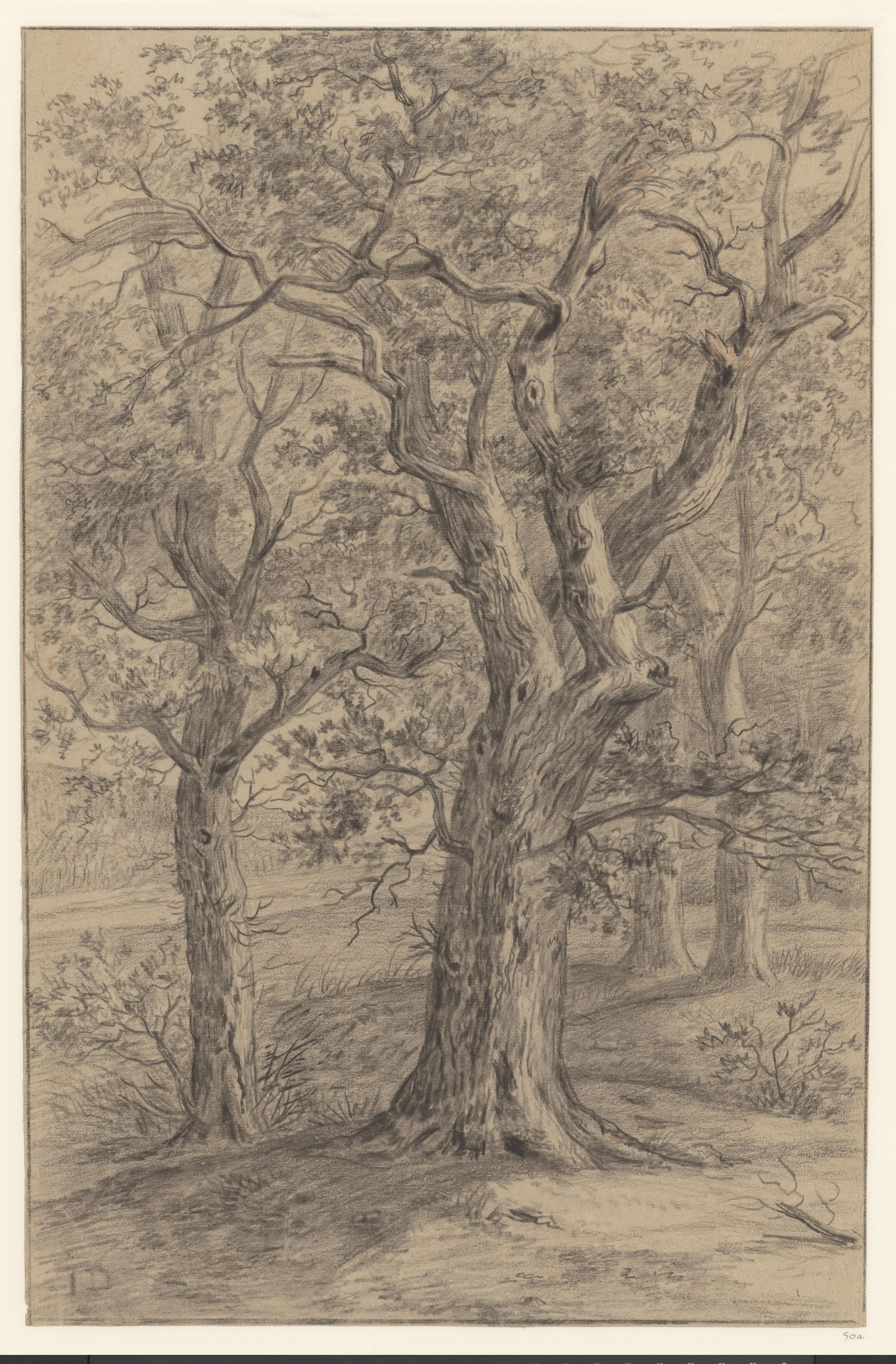 Boslandschap