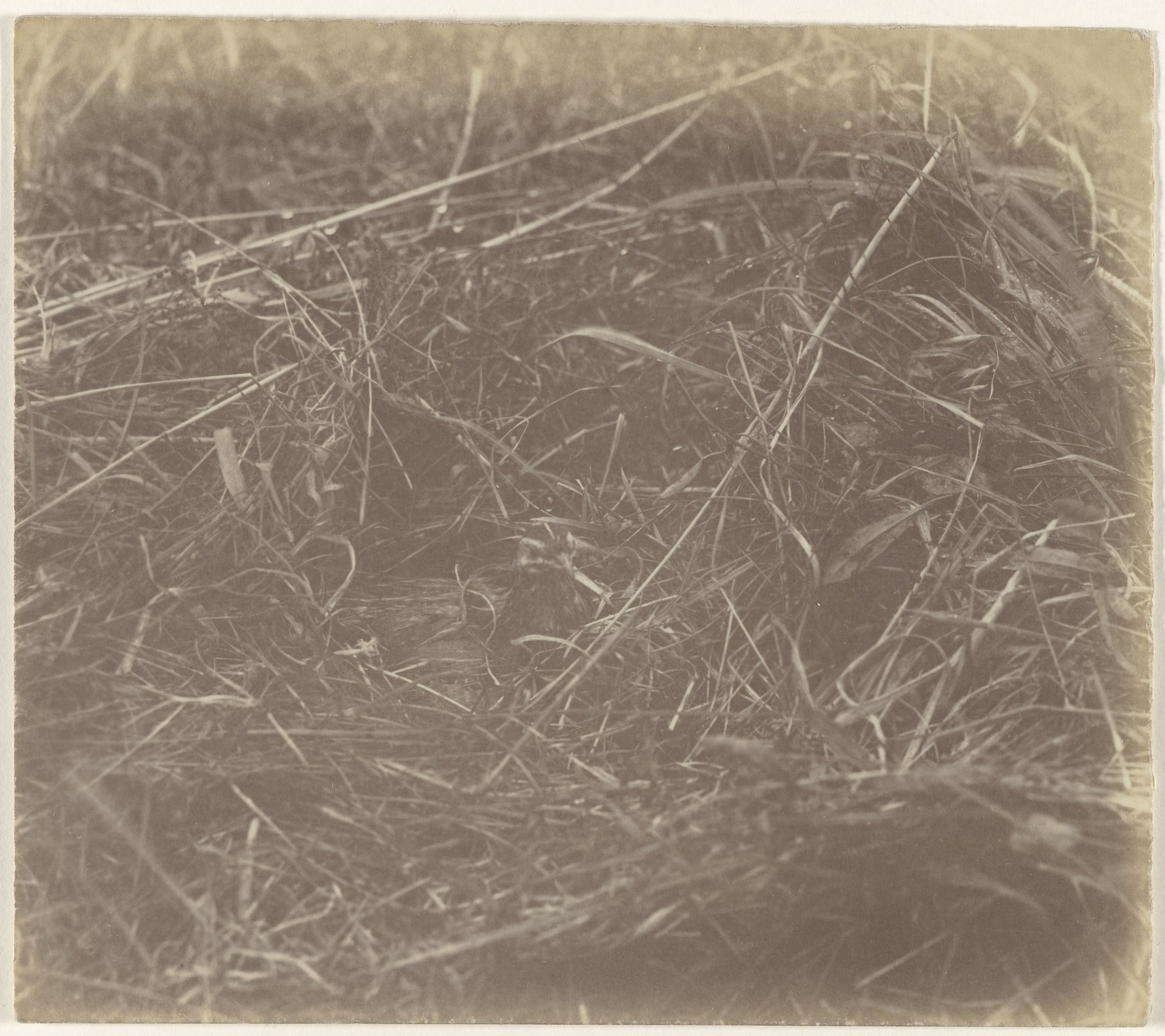 Vogel in het veld