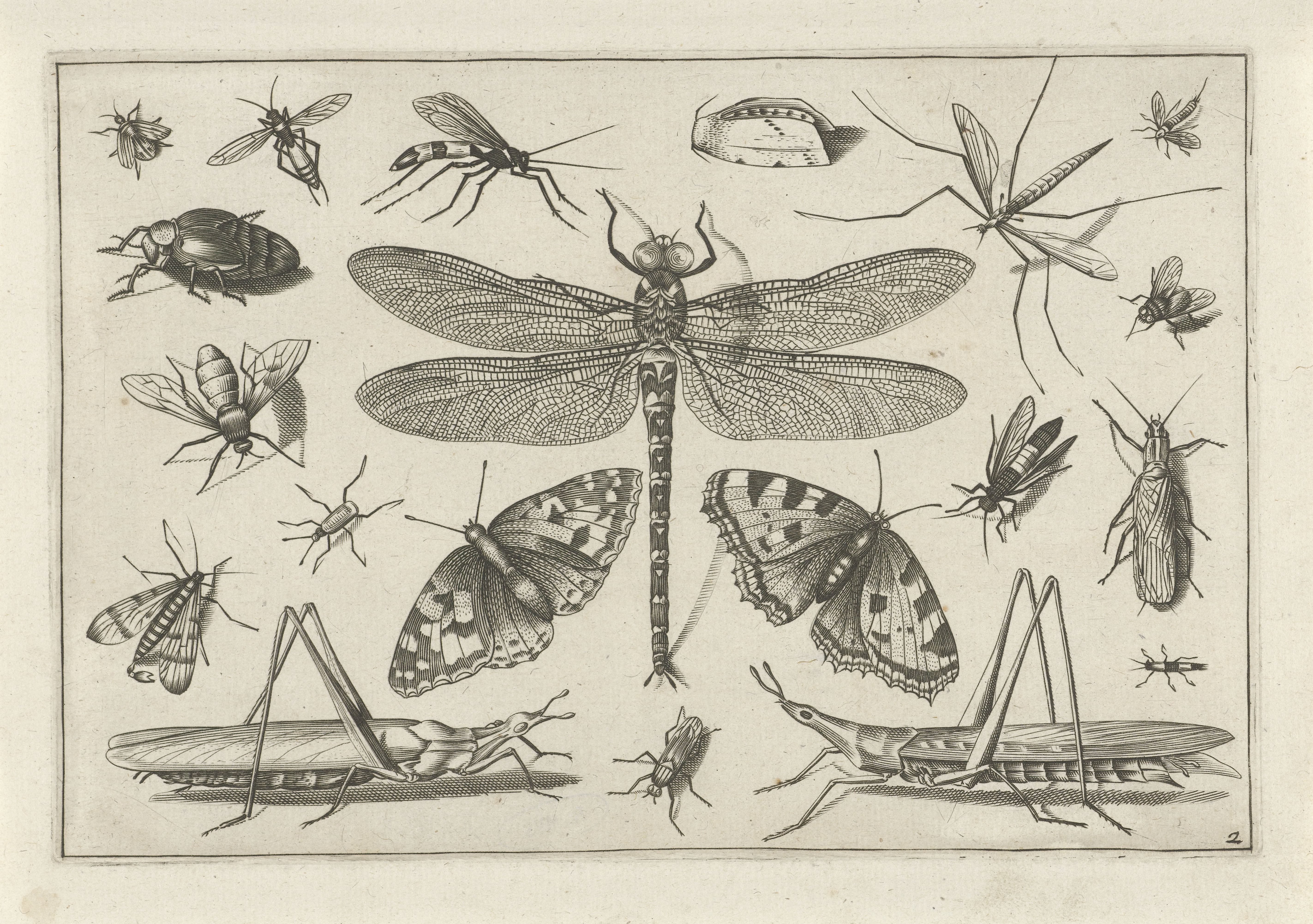 Insects