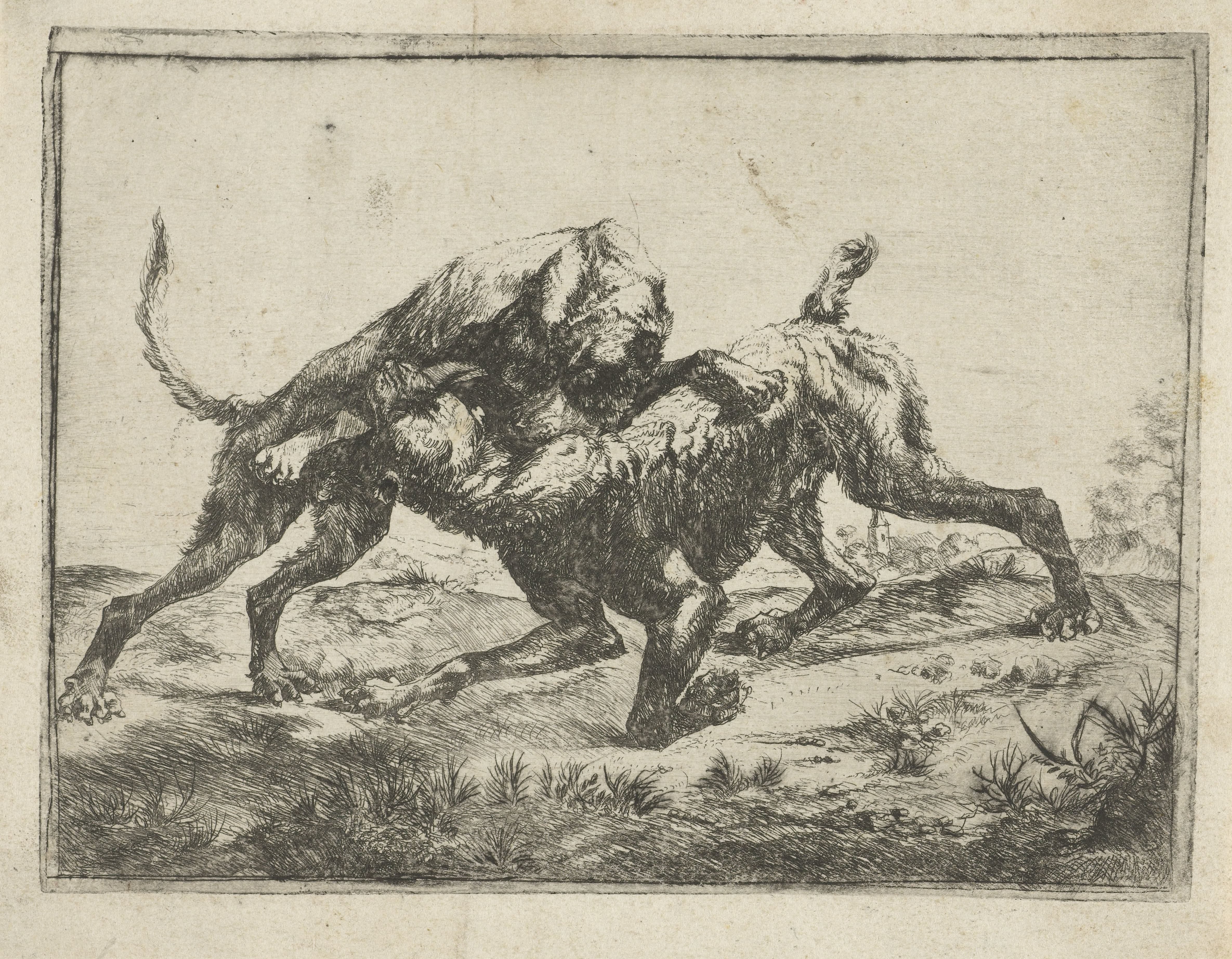 Vechtende honden