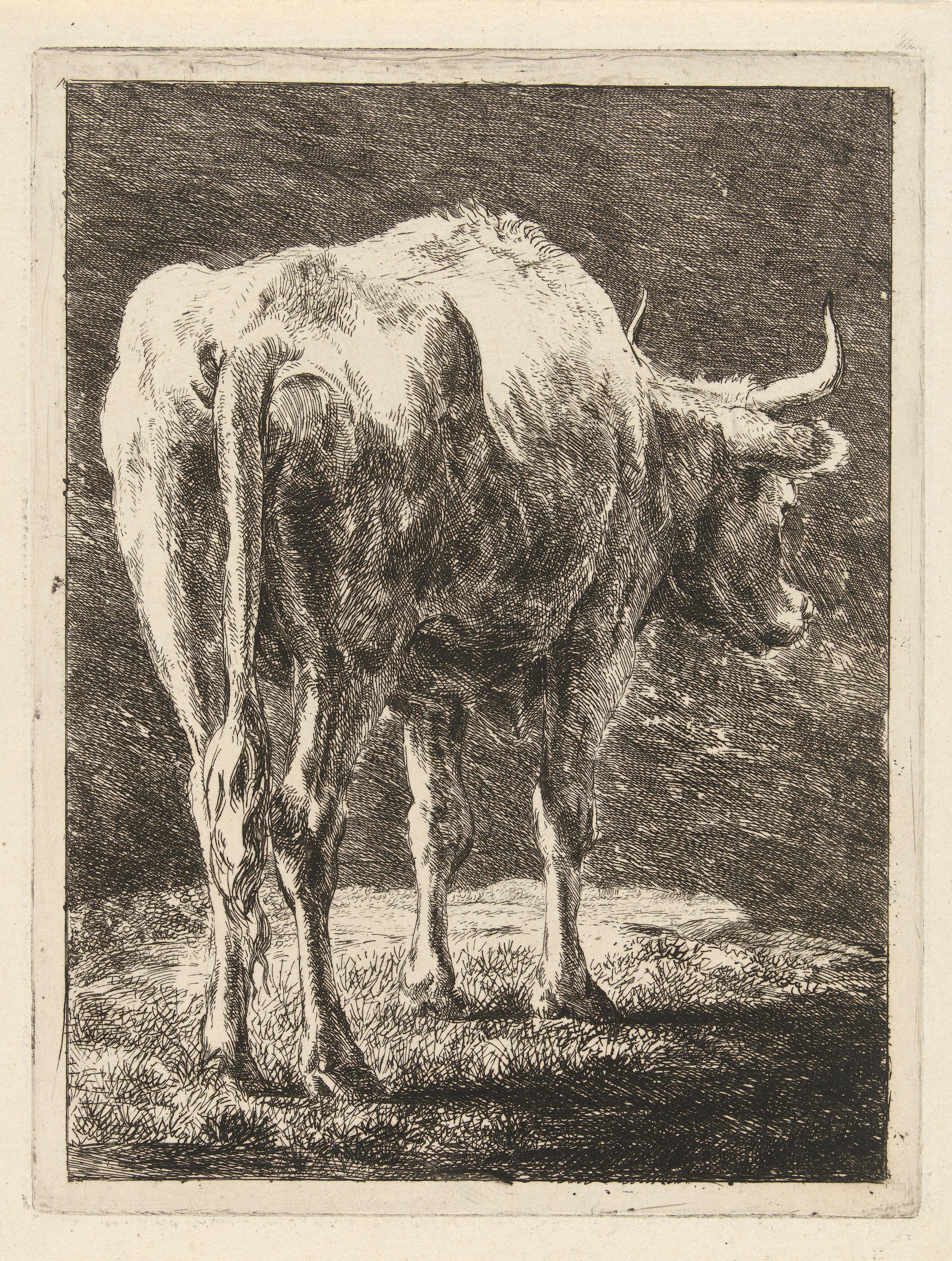 Koe in een landschap