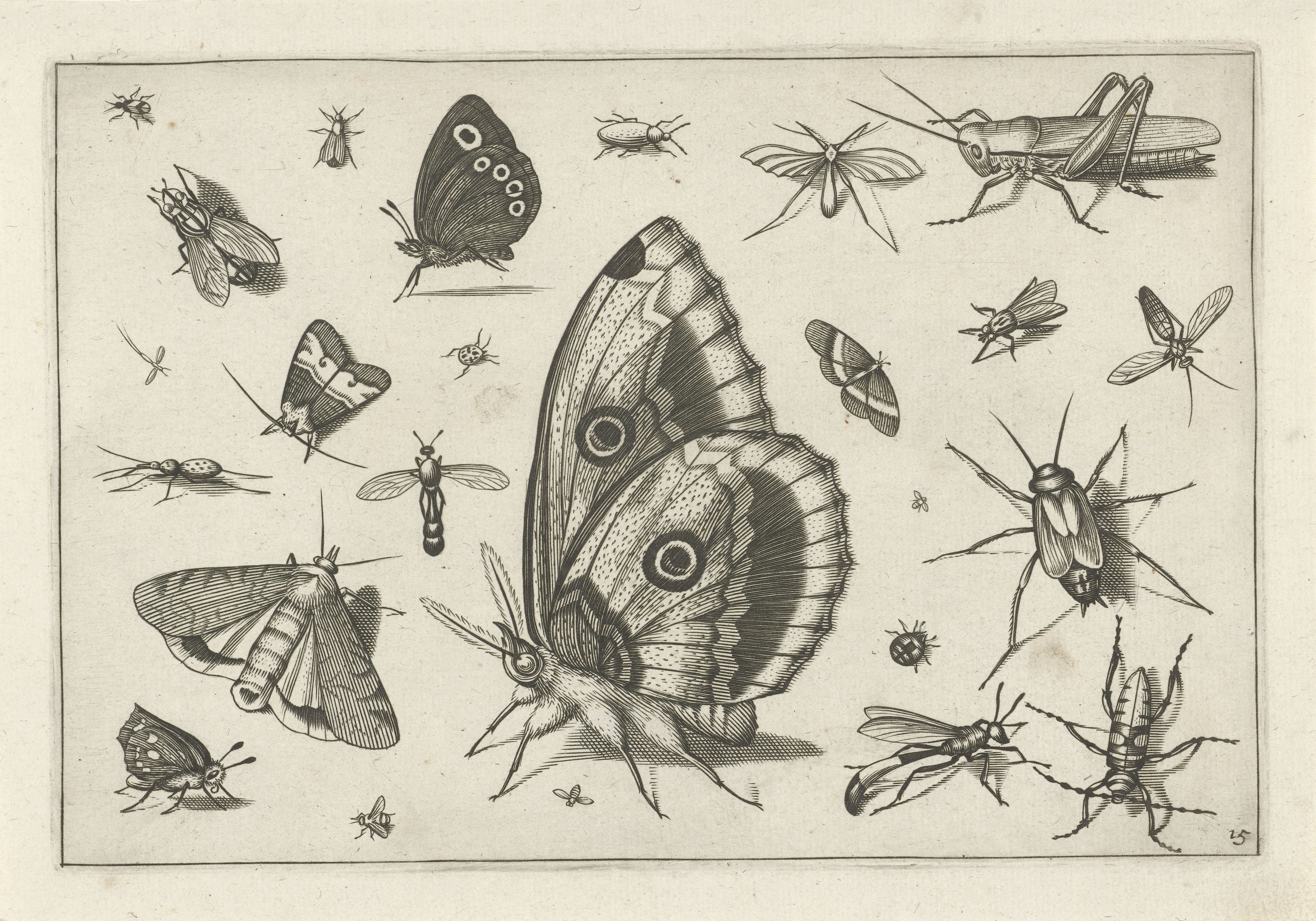 Insecten