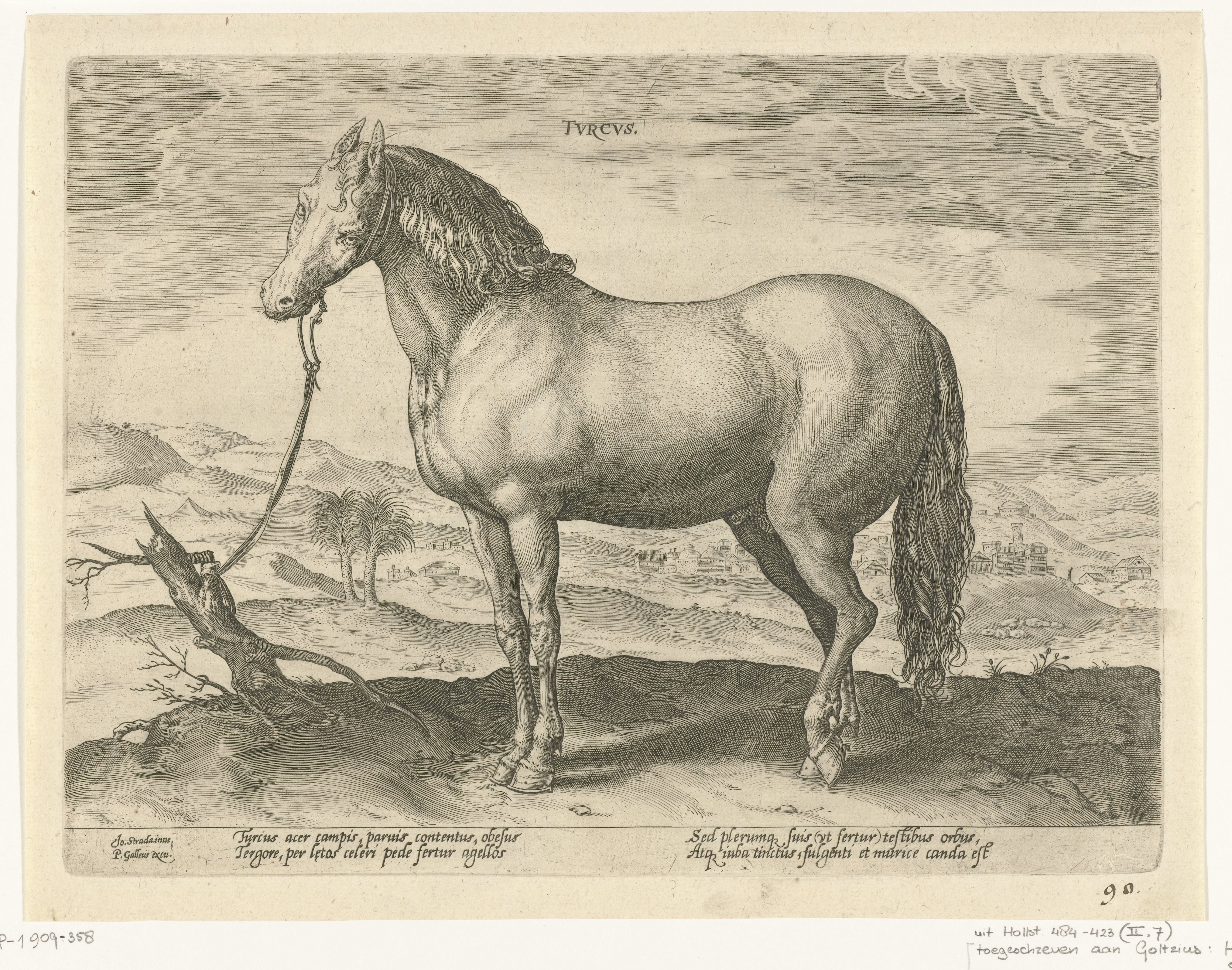 Paard uit Turkije