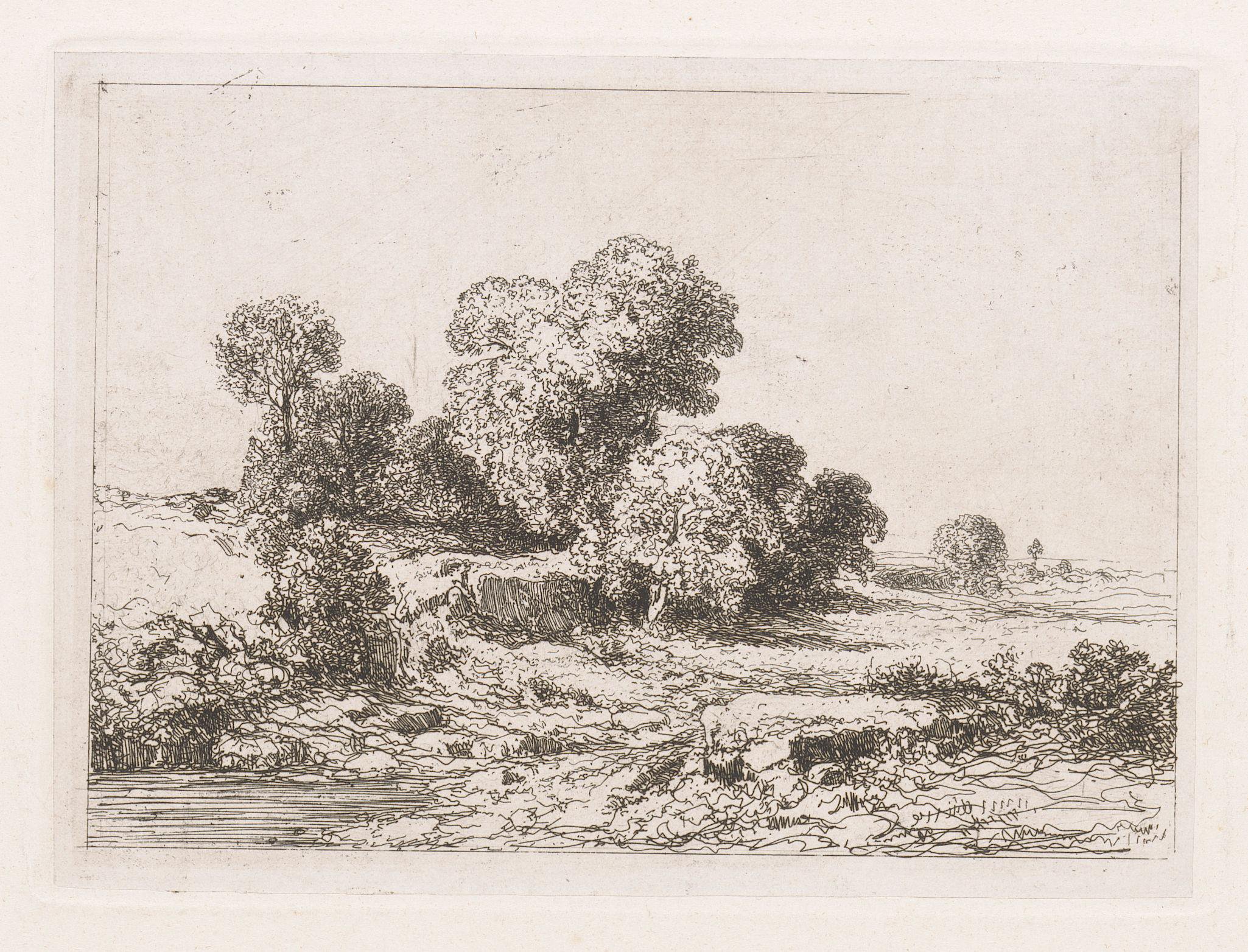 Bomen bij een rivierbedding
