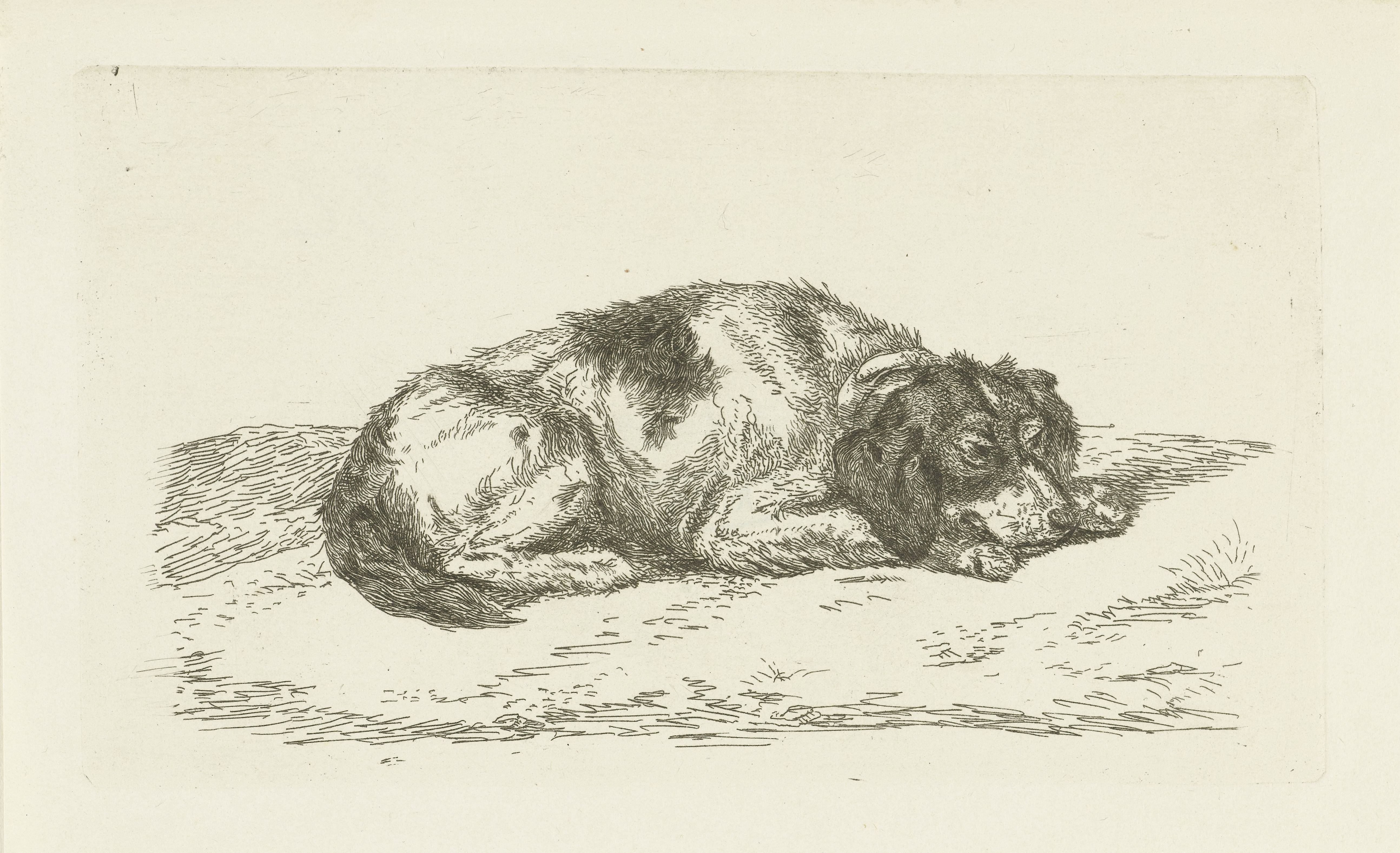 Slapende hond met kop rustend op voorpoten