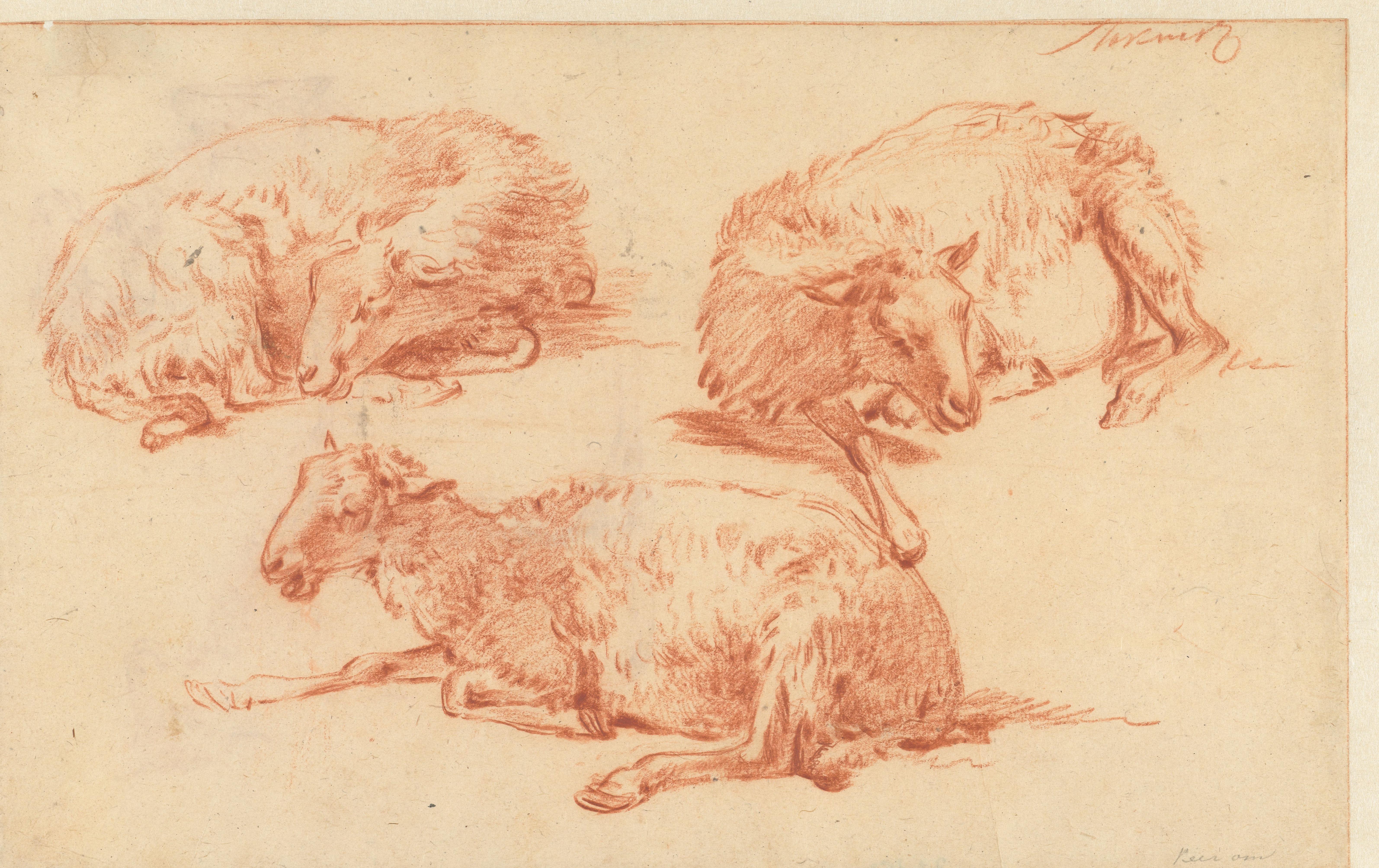Studies van een liggend schaap