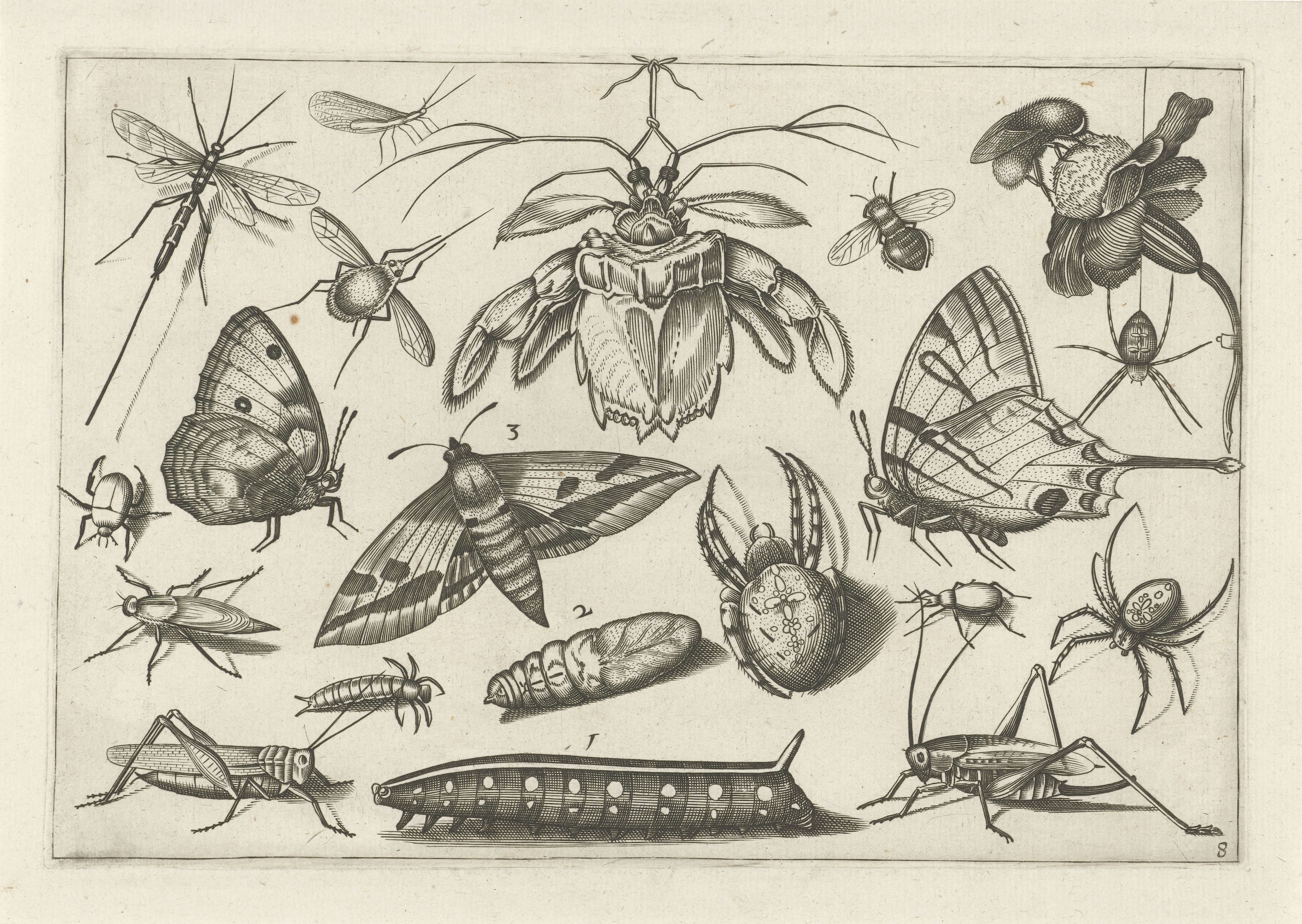 Insecten